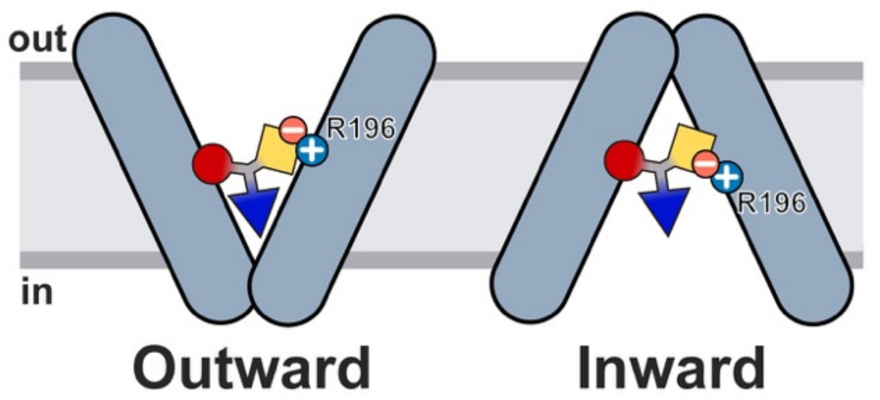 Ijms 23 01595 g008 550