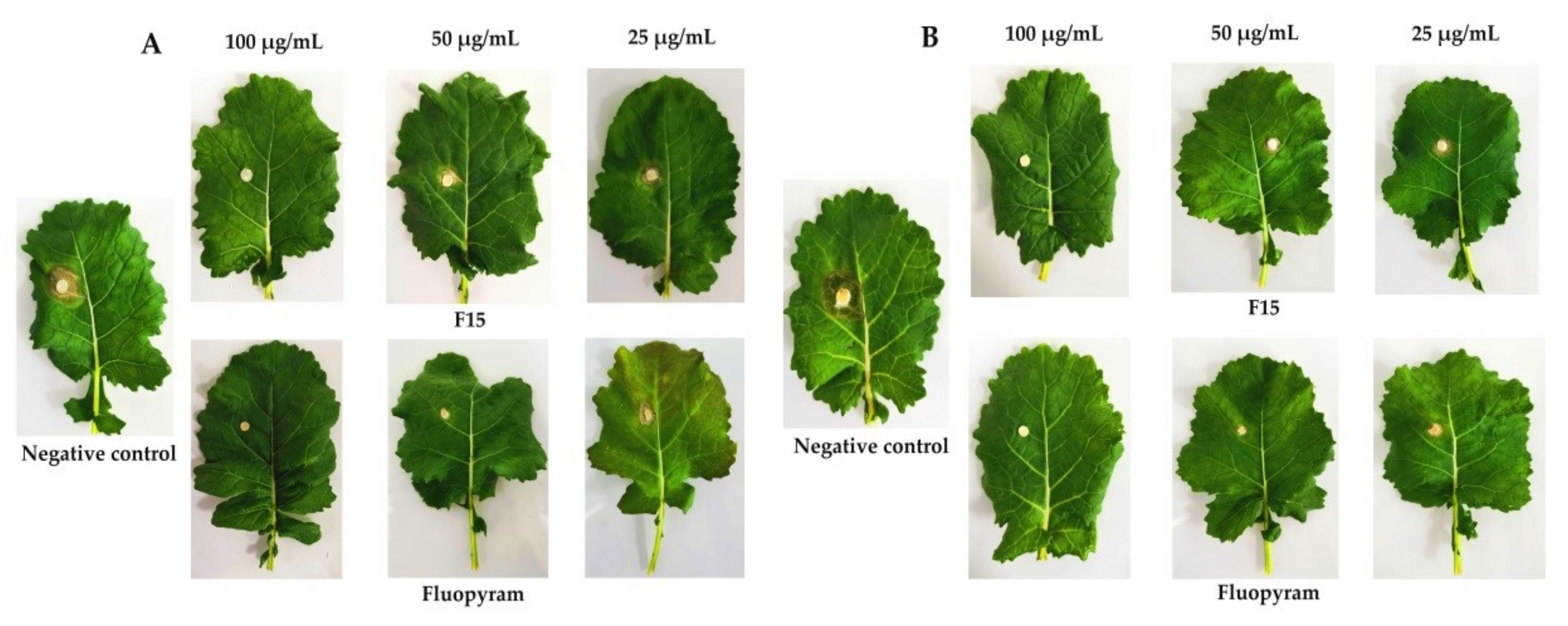 Ijms 23 01596 g004 550