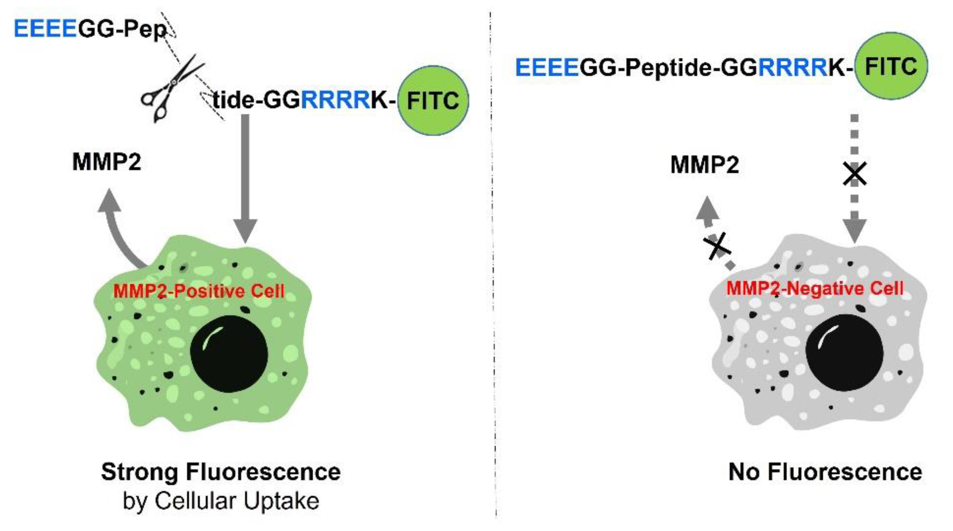 Ijms 23 01605 sch001 Ijms 23 01605 sch001