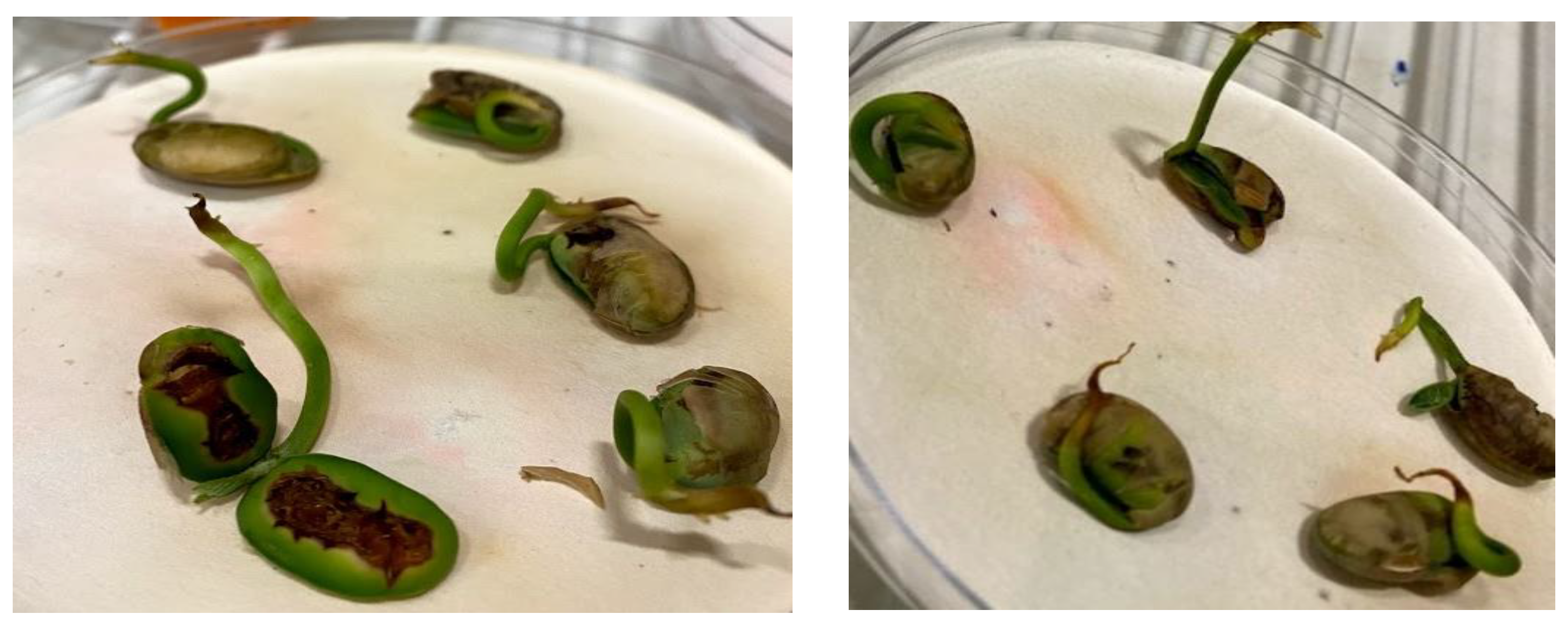 Ijms 23 01611 g007 550