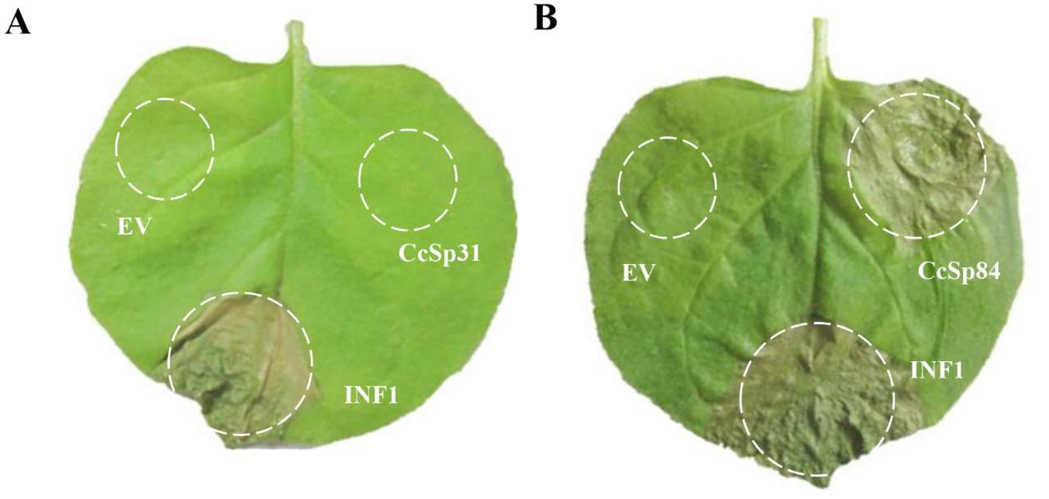 Ijms 23 01614 g002 550