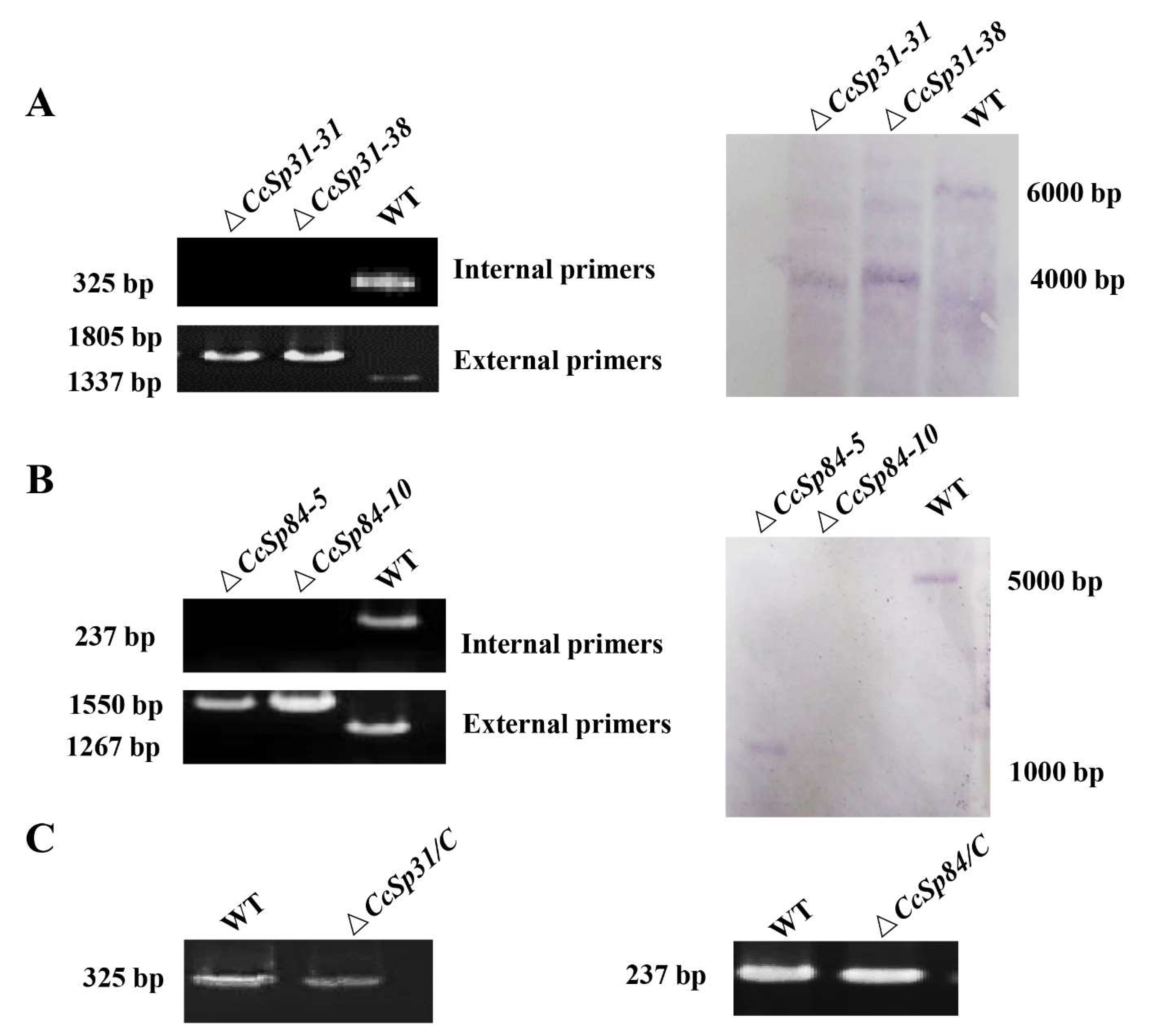 Ijms 23 01614 g003 550