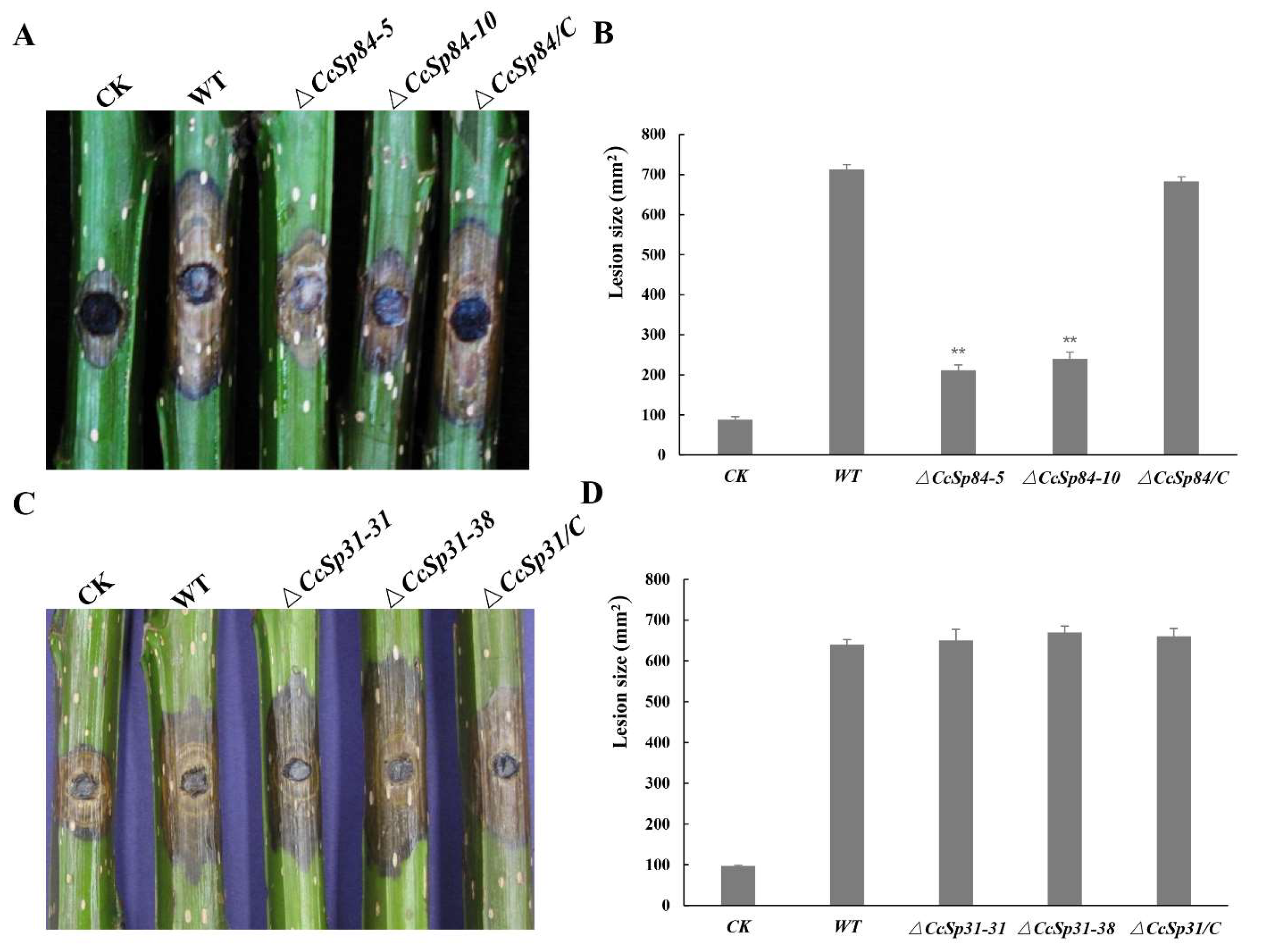 Ijms 23 01614 g005 550