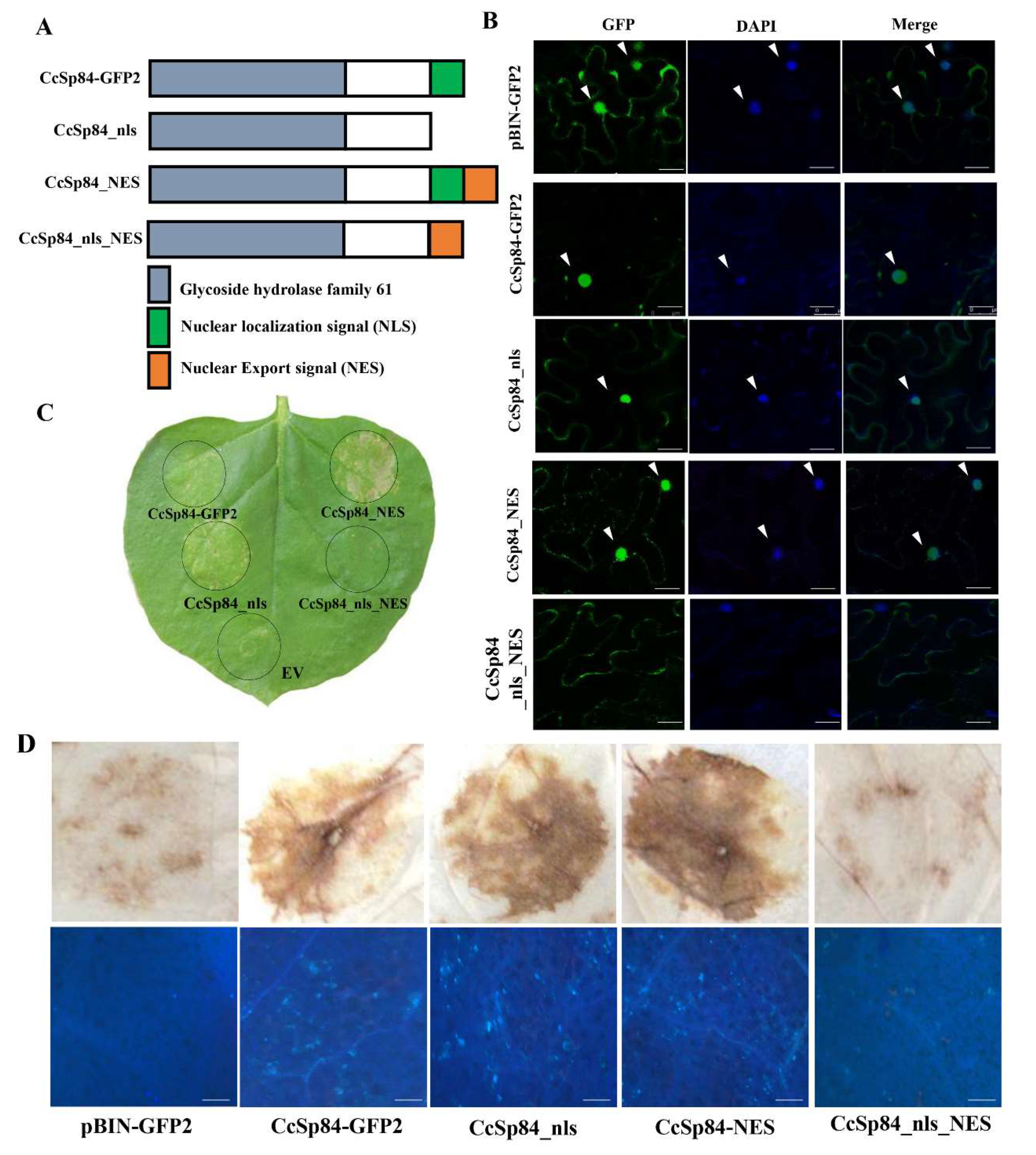 Ijms 23 01614 g006 550