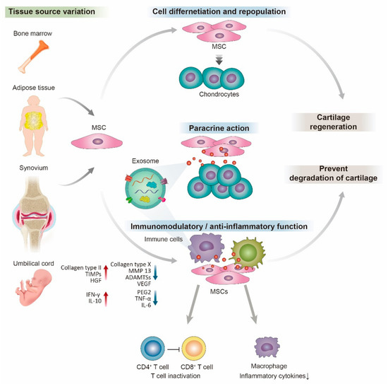 State of the Art: The Immunomodulatory Role of MSCs for Osteoarthritis