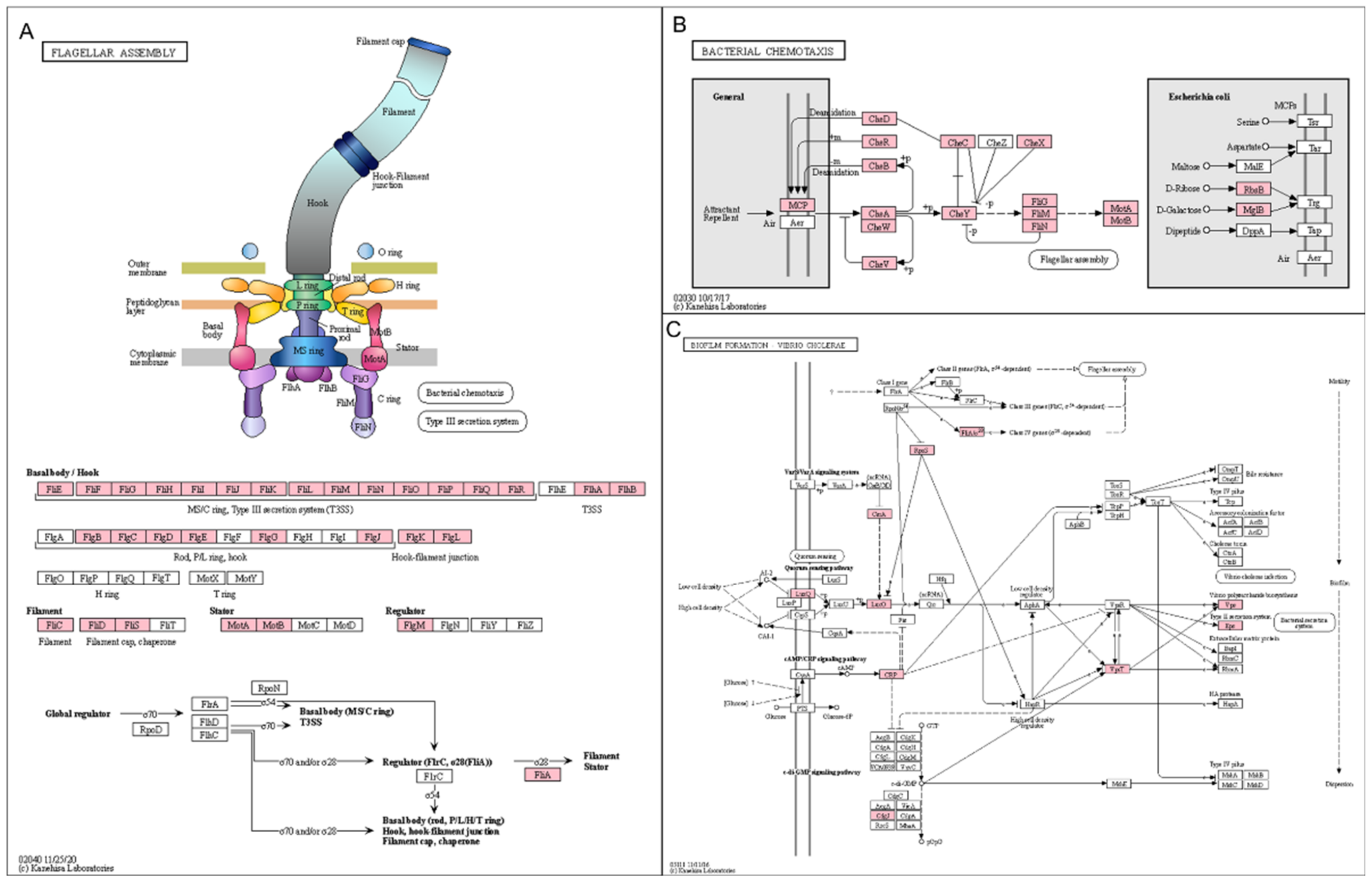 Ijms 23 01621 g011 550