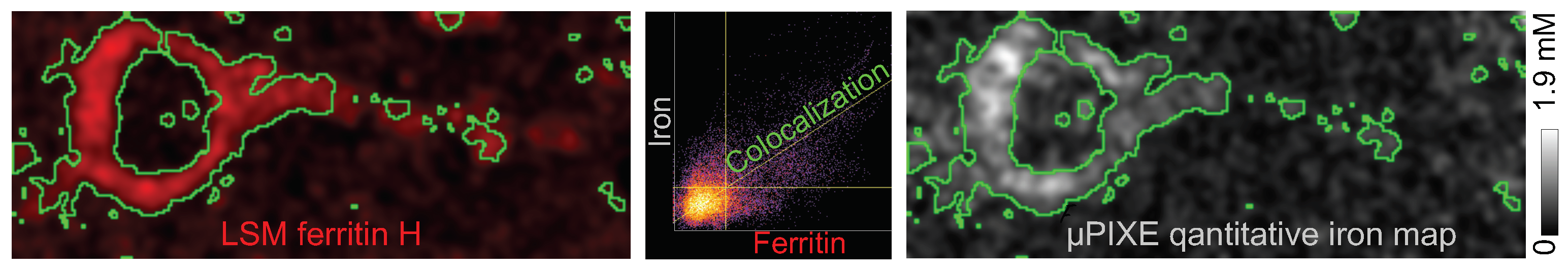 Ijms 23 01634 g003 550