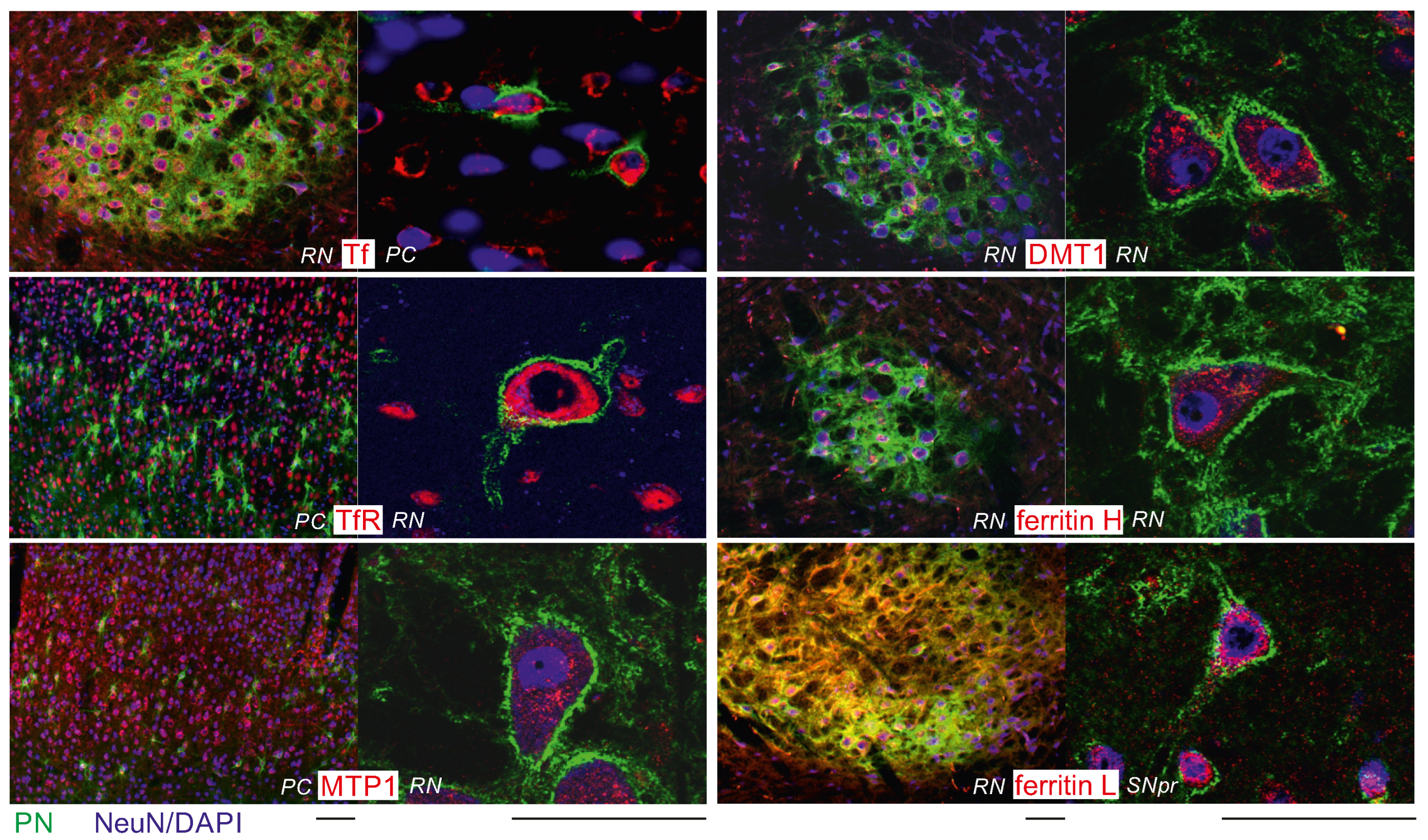 Ijms 23 01634 g004 550