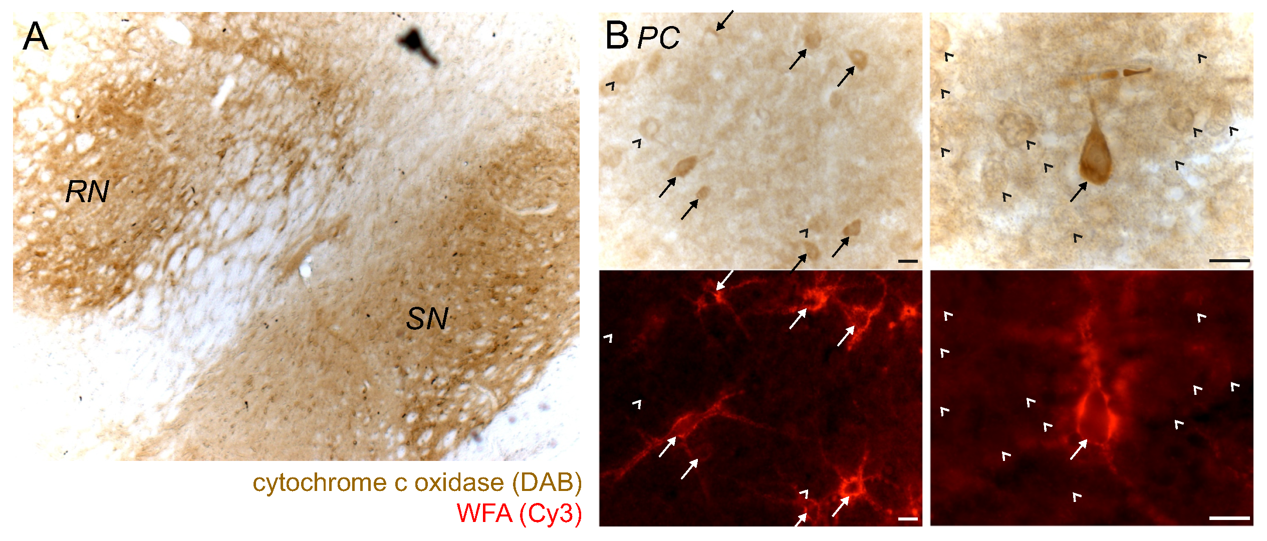 Ijms 23 01634 g009 550