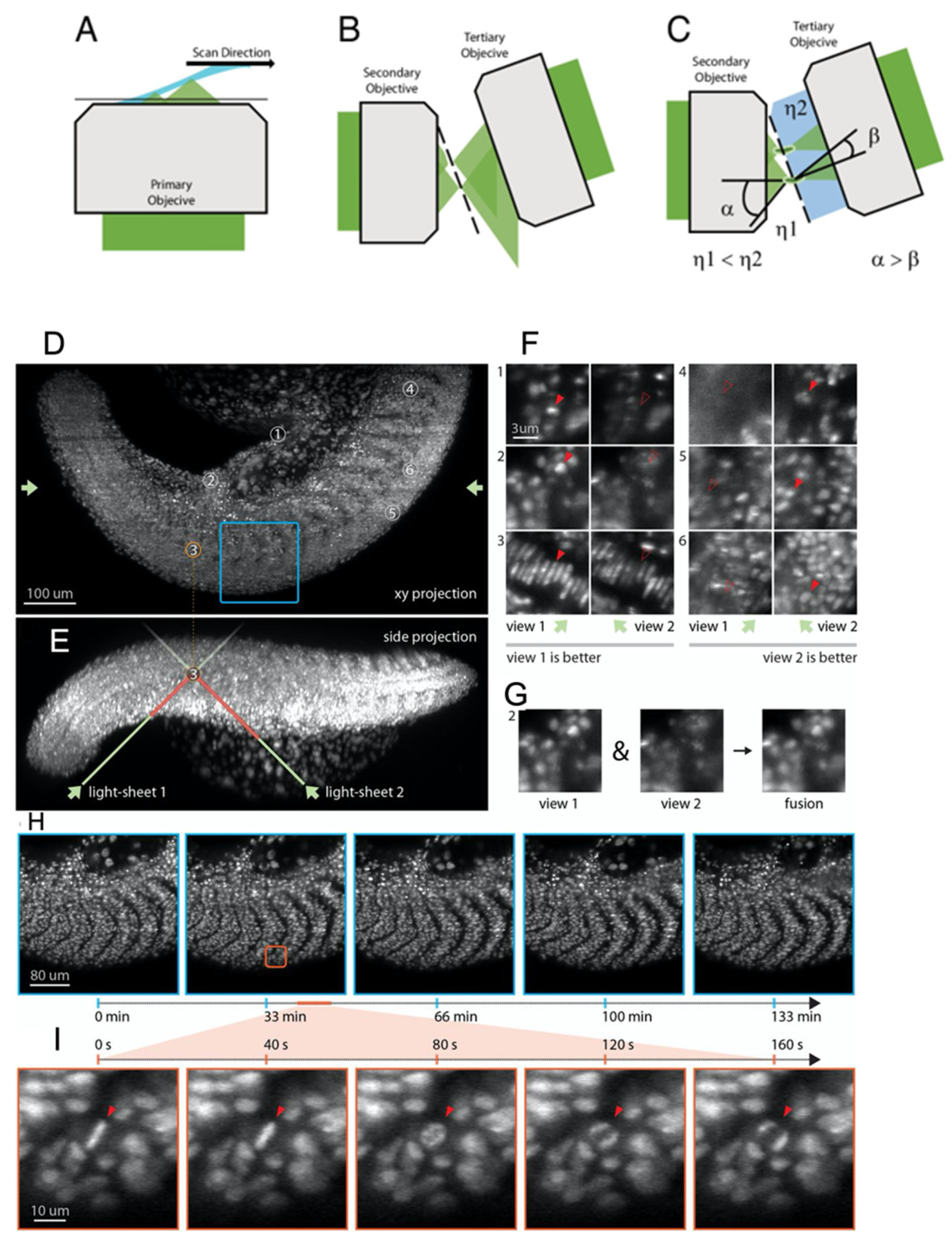 Ijms 23 01643 g003 550
