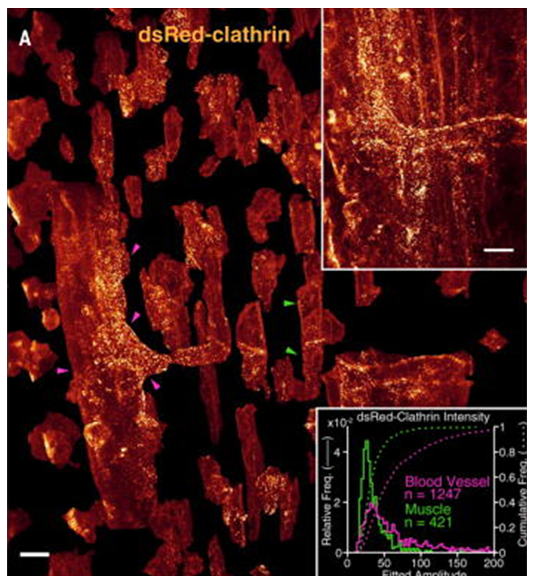Ijms 23 01643 g005 550