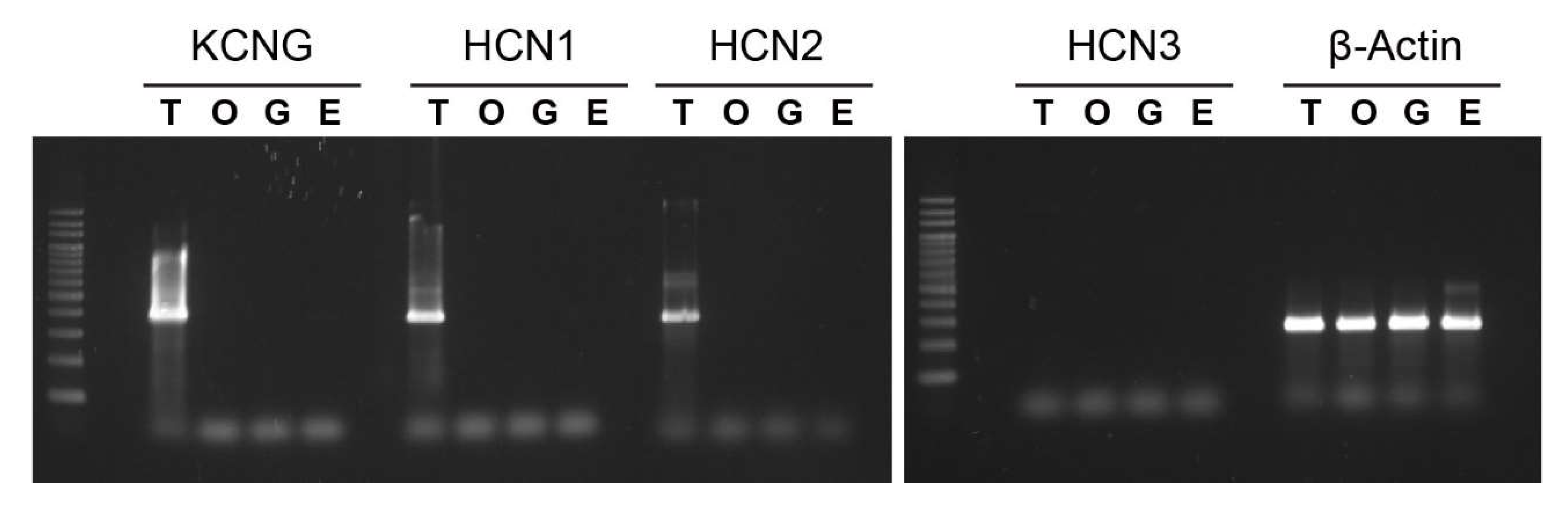 Ijms 23 01648 g004 550