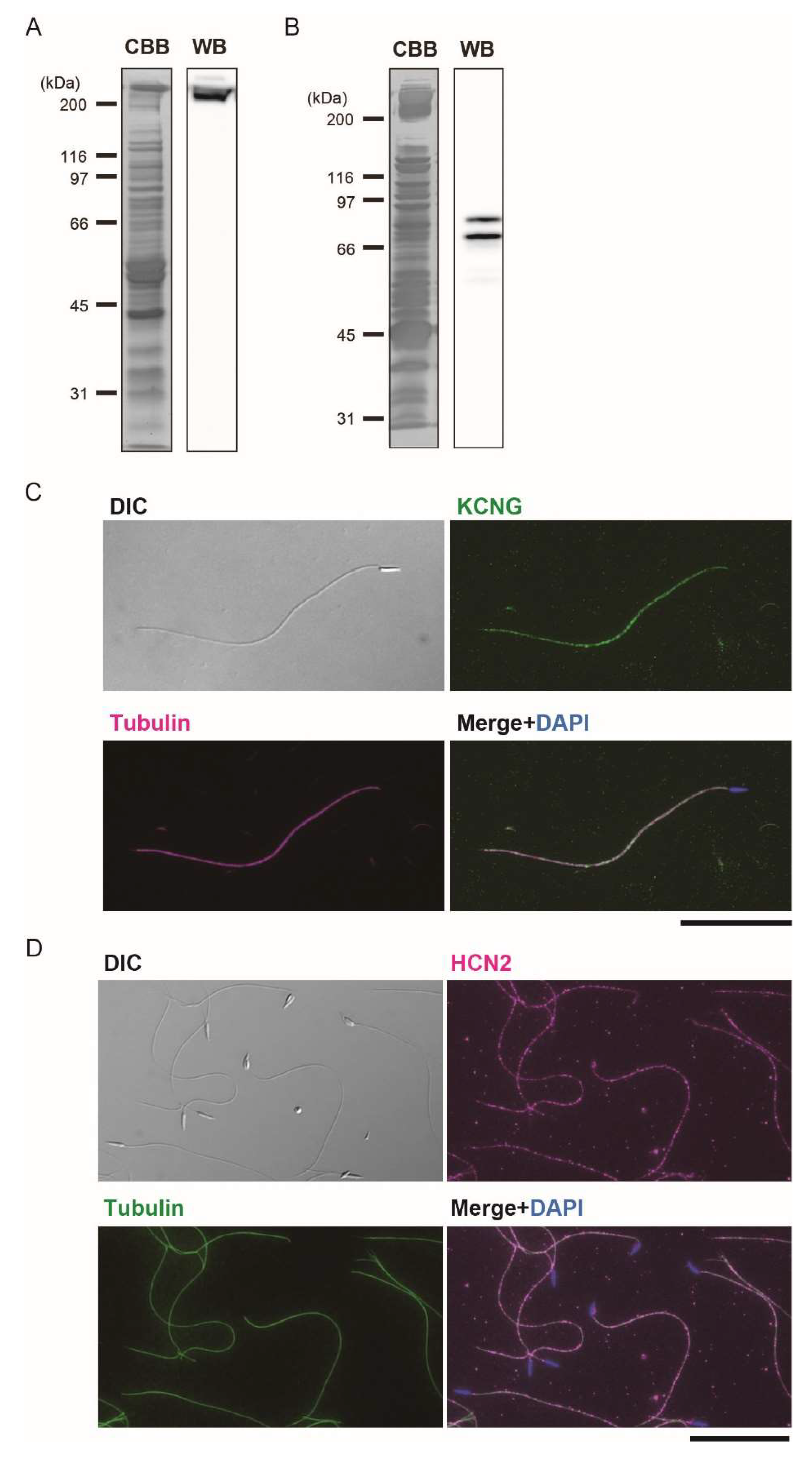 Ijms 23 01648 g005 550