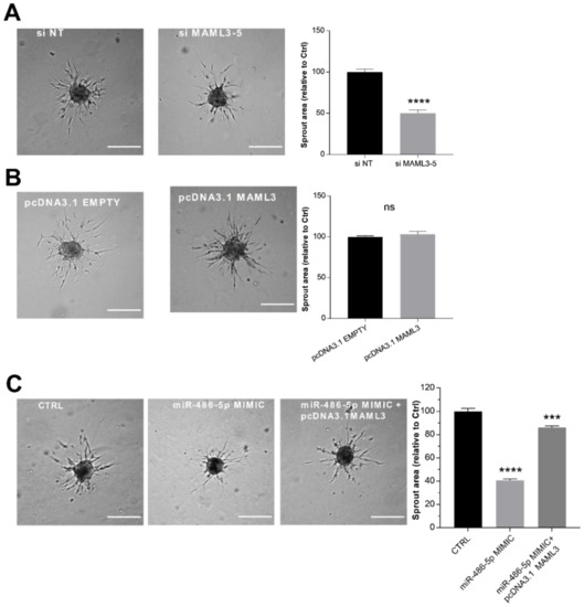 Long Non-Coding RNA LINC02802 Regulates In Vitro Sprouting