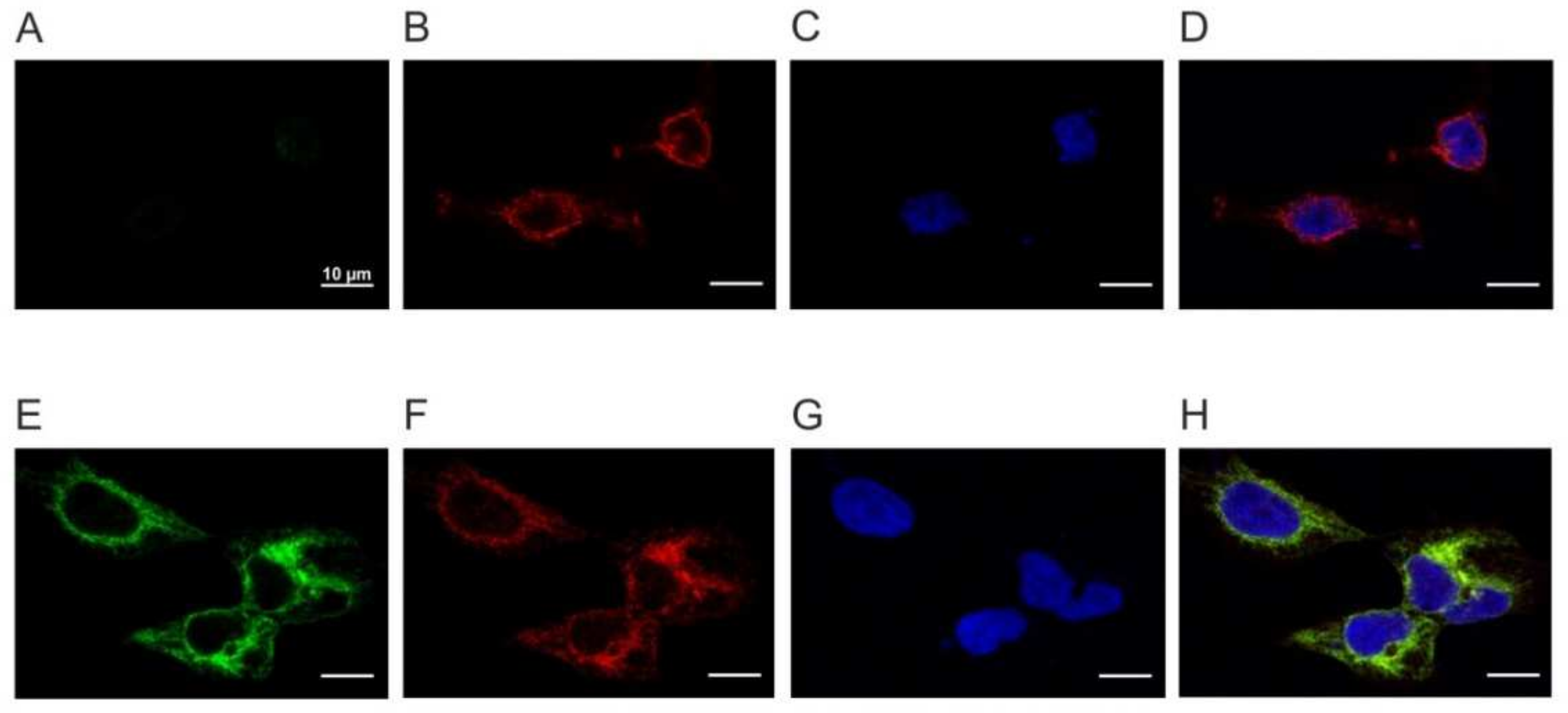 Ijms 23 01677 g004 Ijms 23 01677 g004