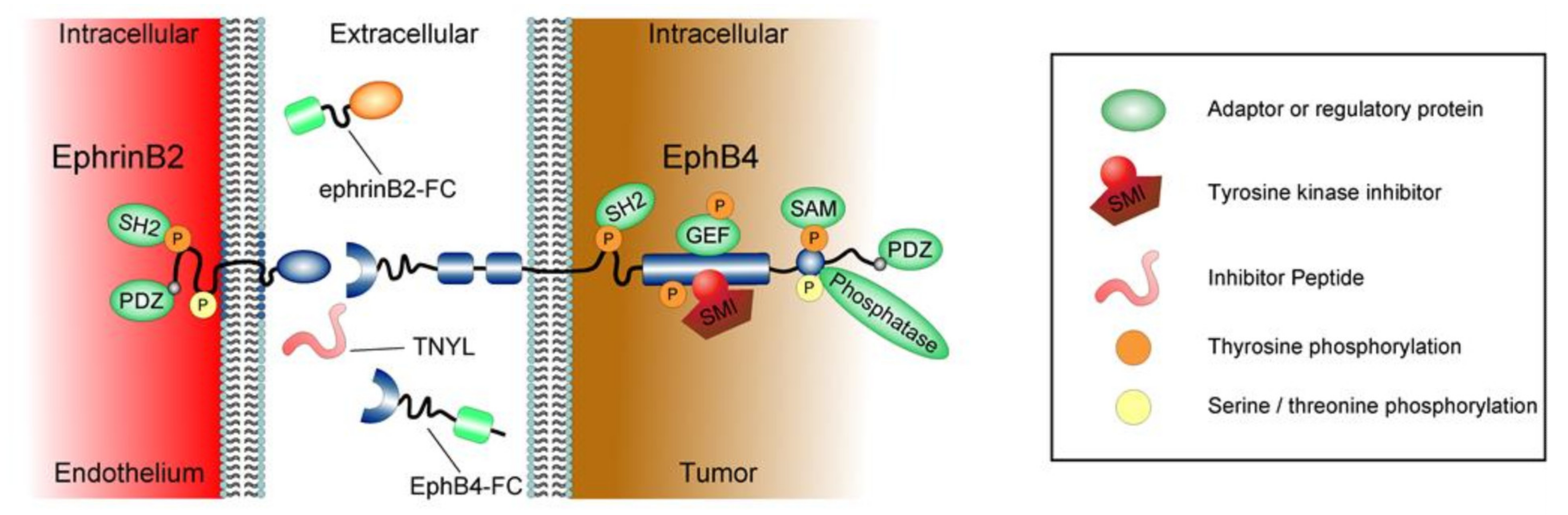 EphrinB2–EphB4 Signaling in Neurooncological Disease