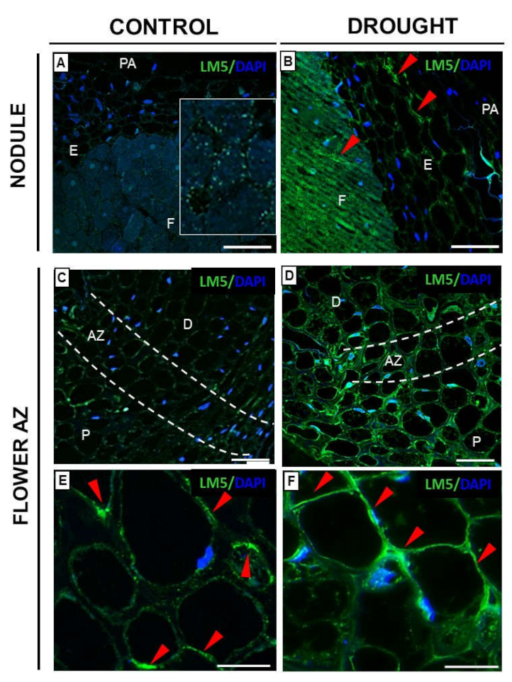 Ijms 23 01680 g007 Ijms 23 01680 g007