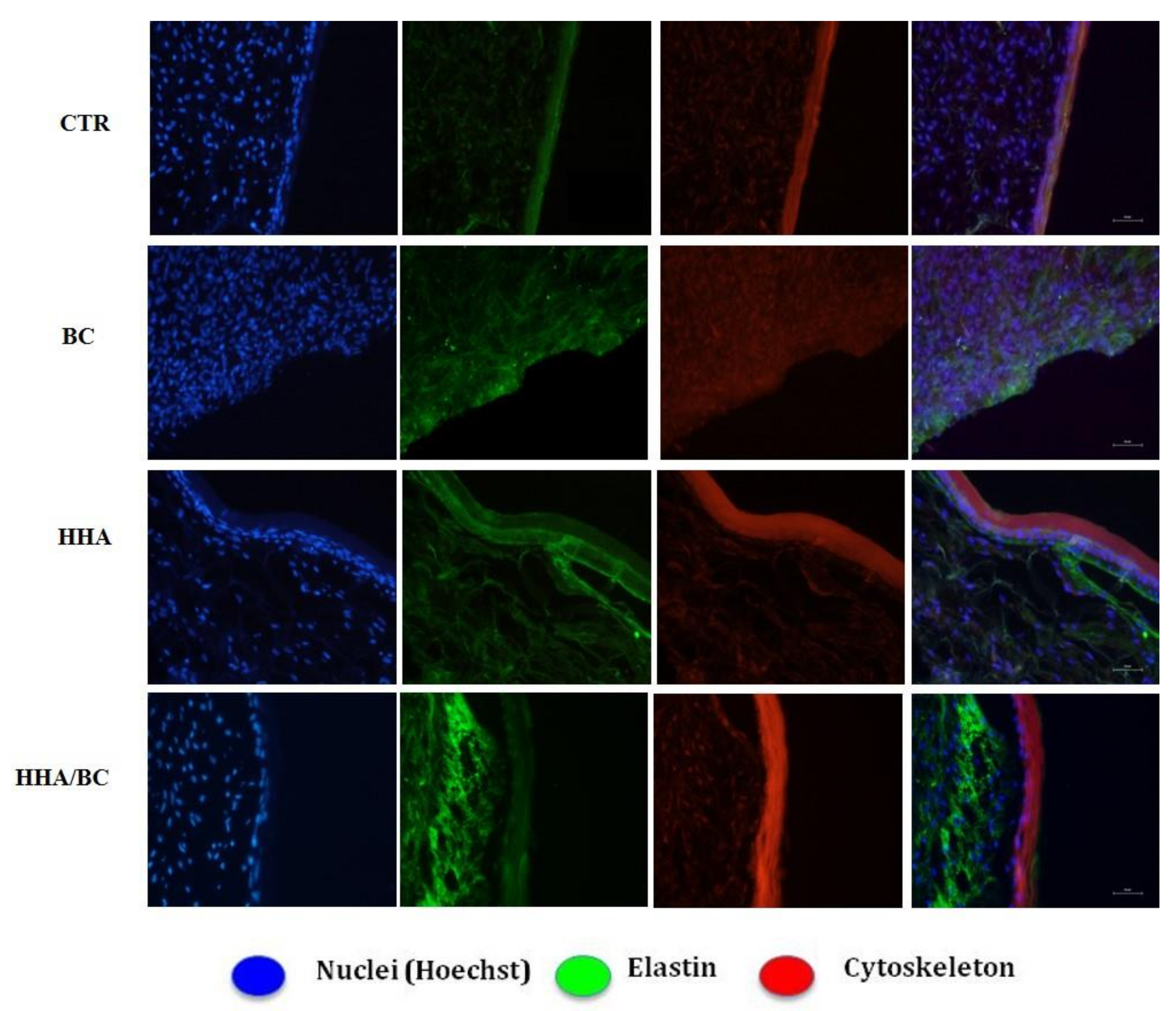 Ijms 23 01686 g007 550