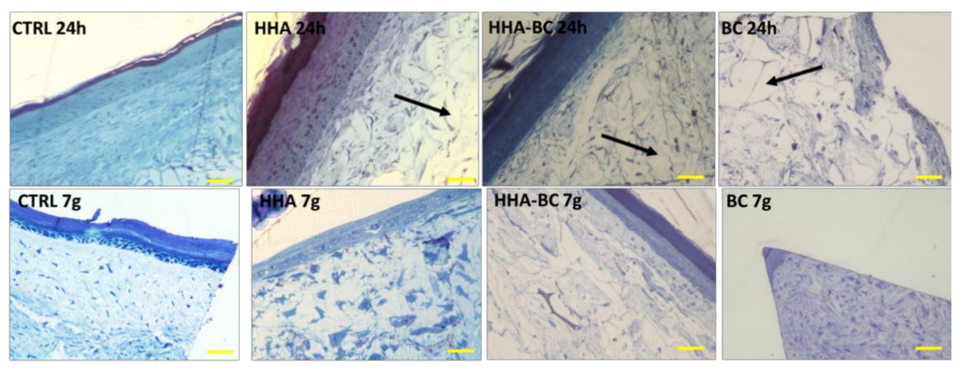 Ijms 23 01686 g008 550