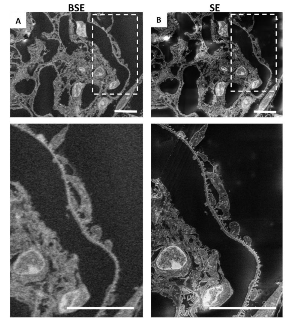 Ijms 23 01699 g002 550