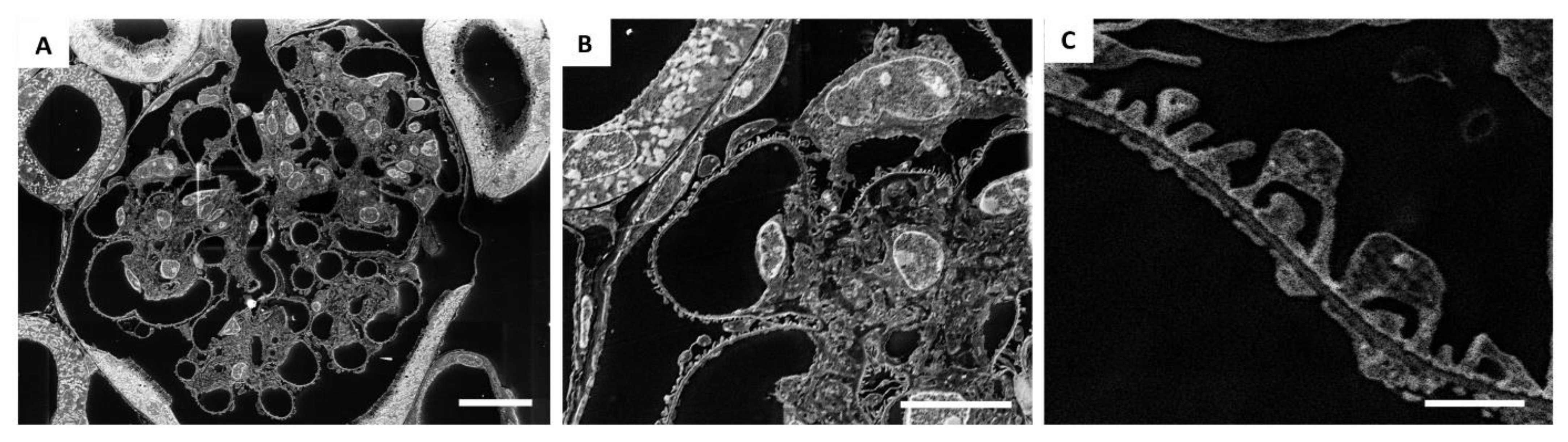 Ijms 23 01699 g003 550