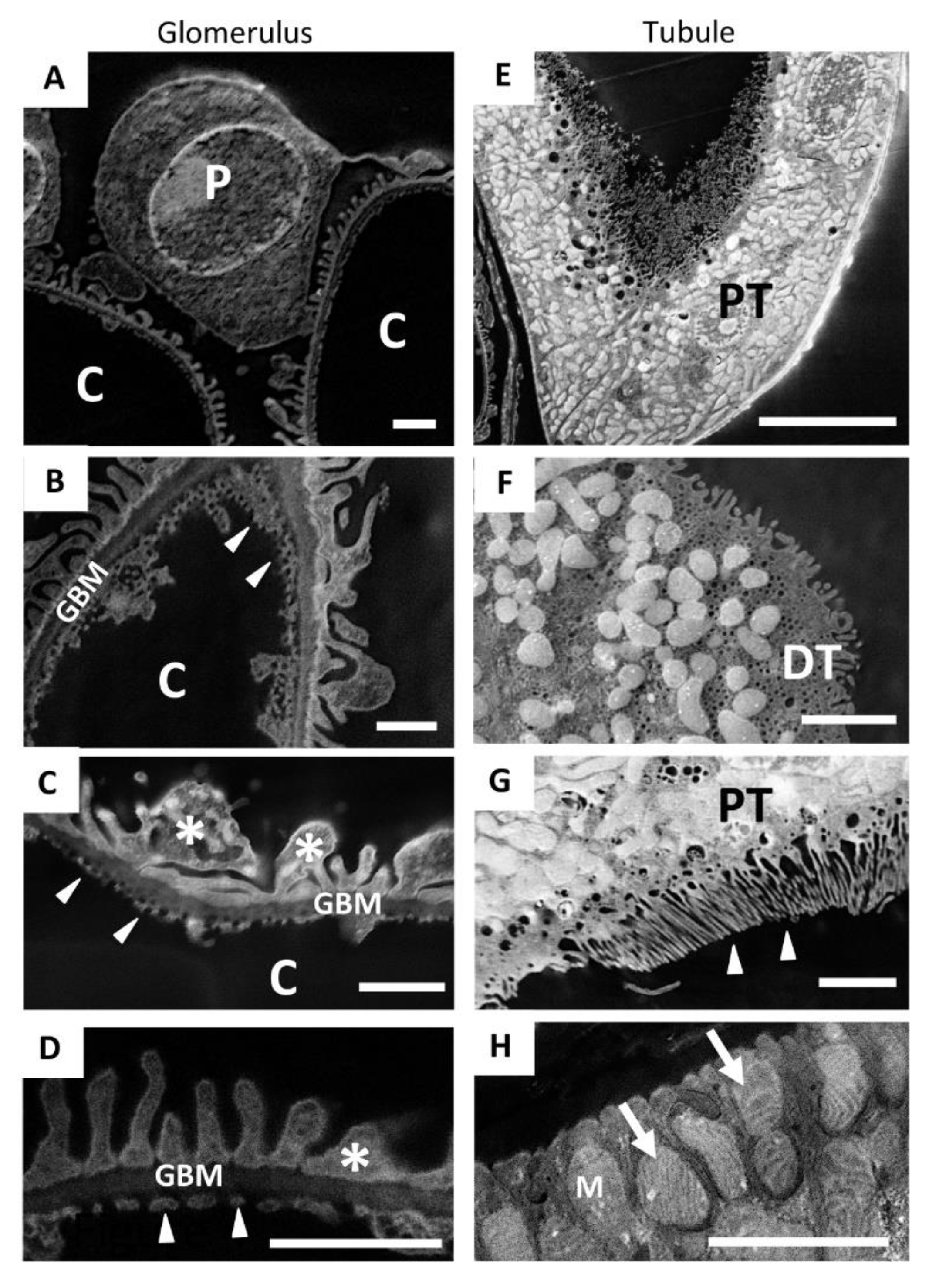 Ijms 23 01699 g005 550