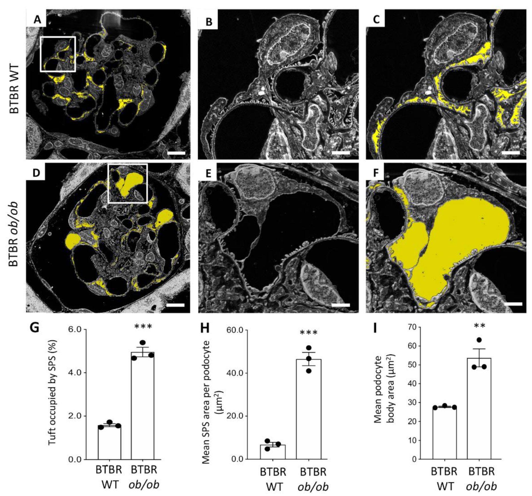 Ijms 23 01699 g006 550
