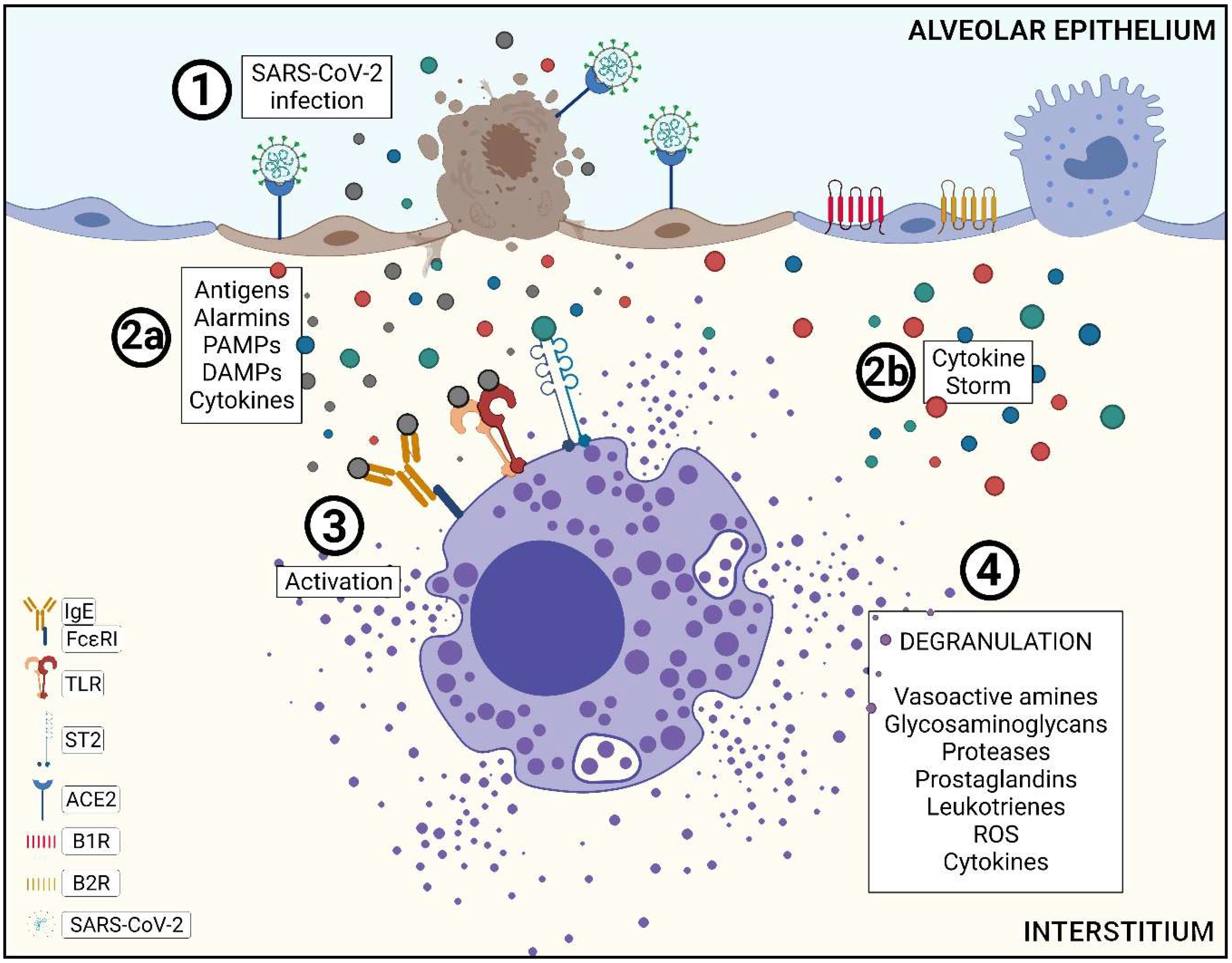 Ijms 23 01714 g003 Ijms 23 01714 g003