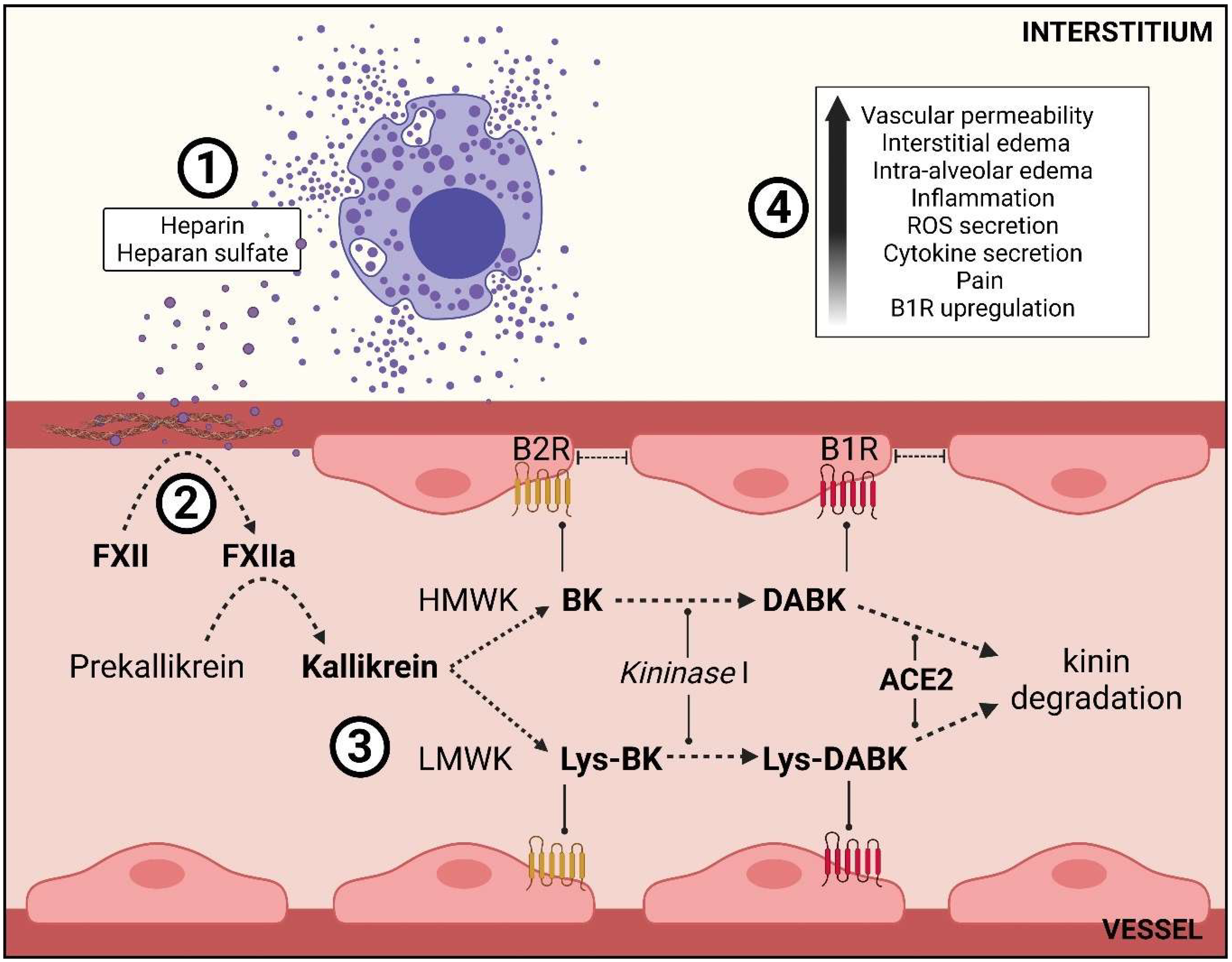 Ijms 23 01714 g004 Ijms 23 01714 g004