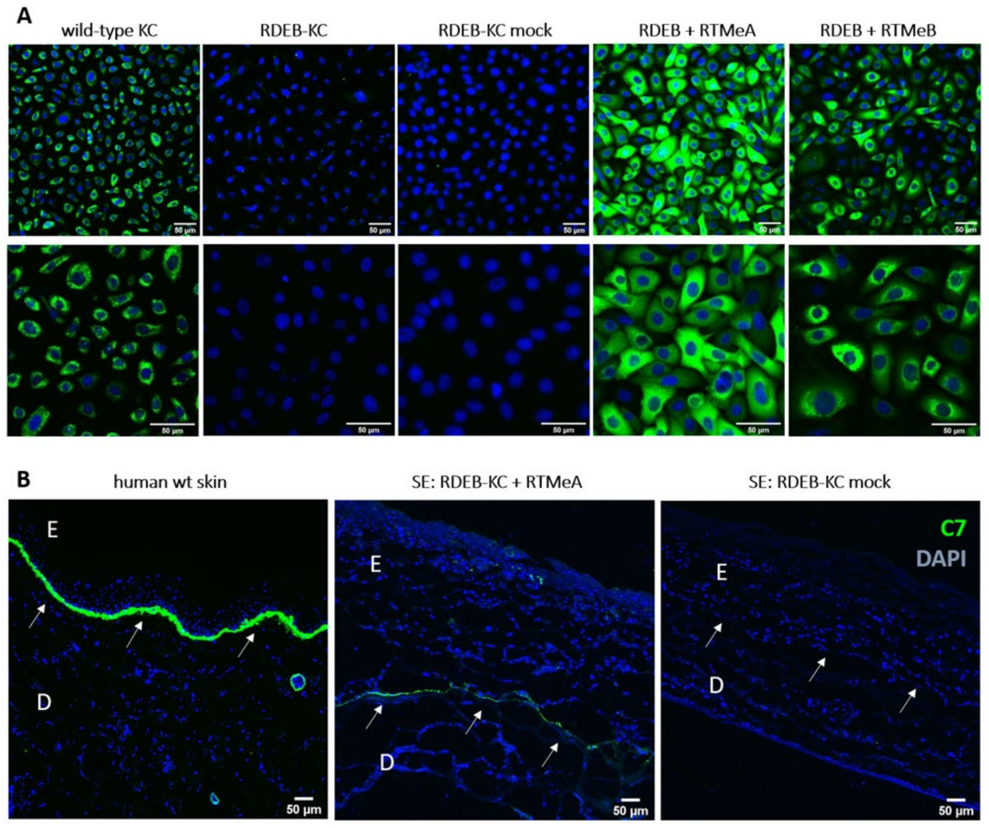 Ijms 23 01732 g003 Ijms 23 01732 g003