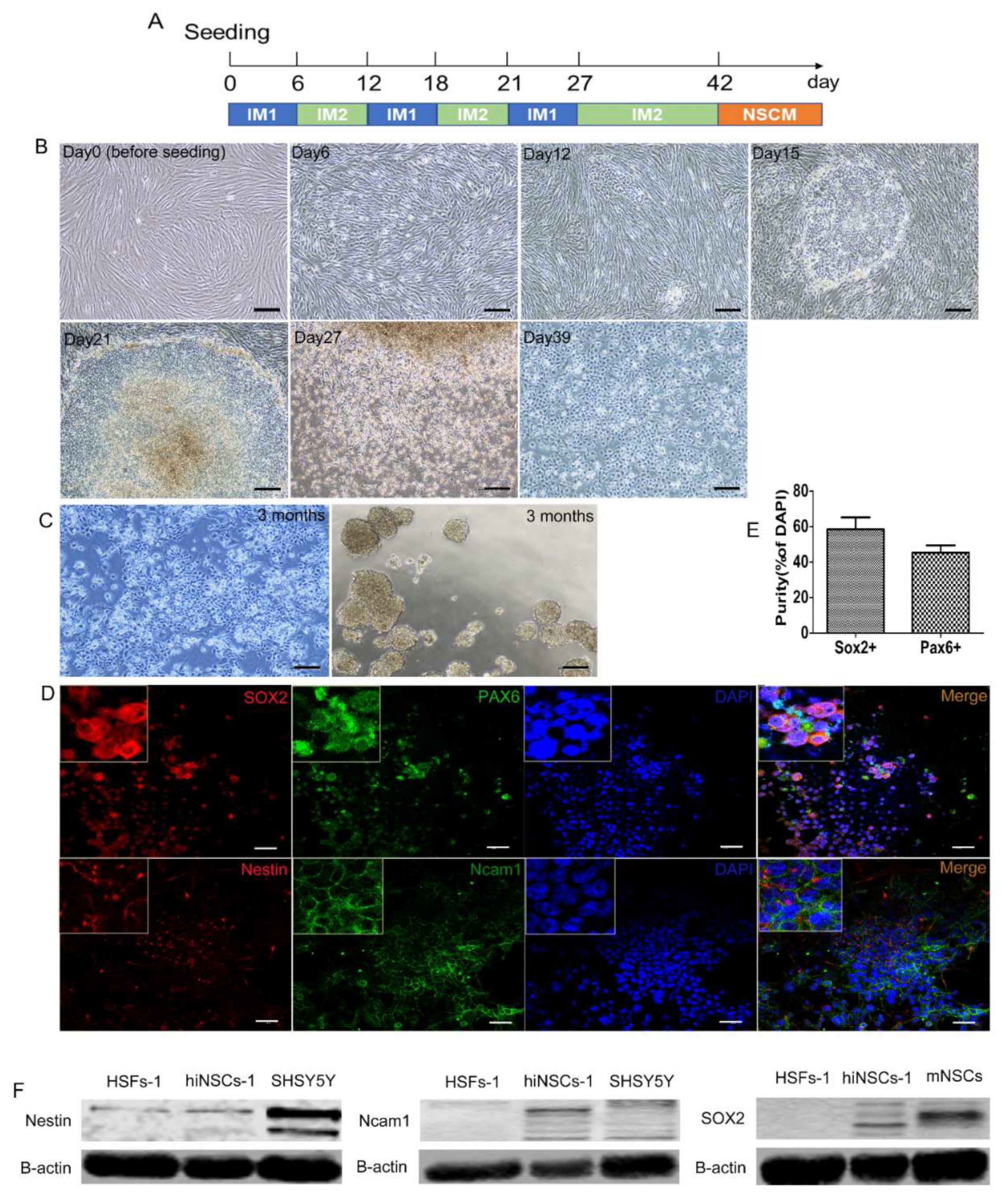 Ijms 23 01740 g001 550