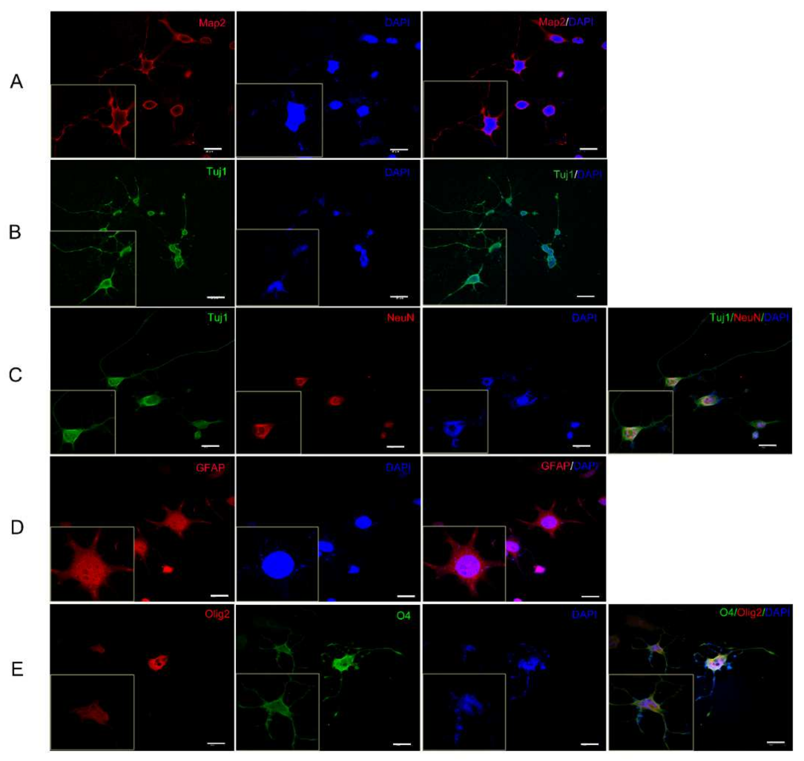 Ijms 23 01740 g003 550