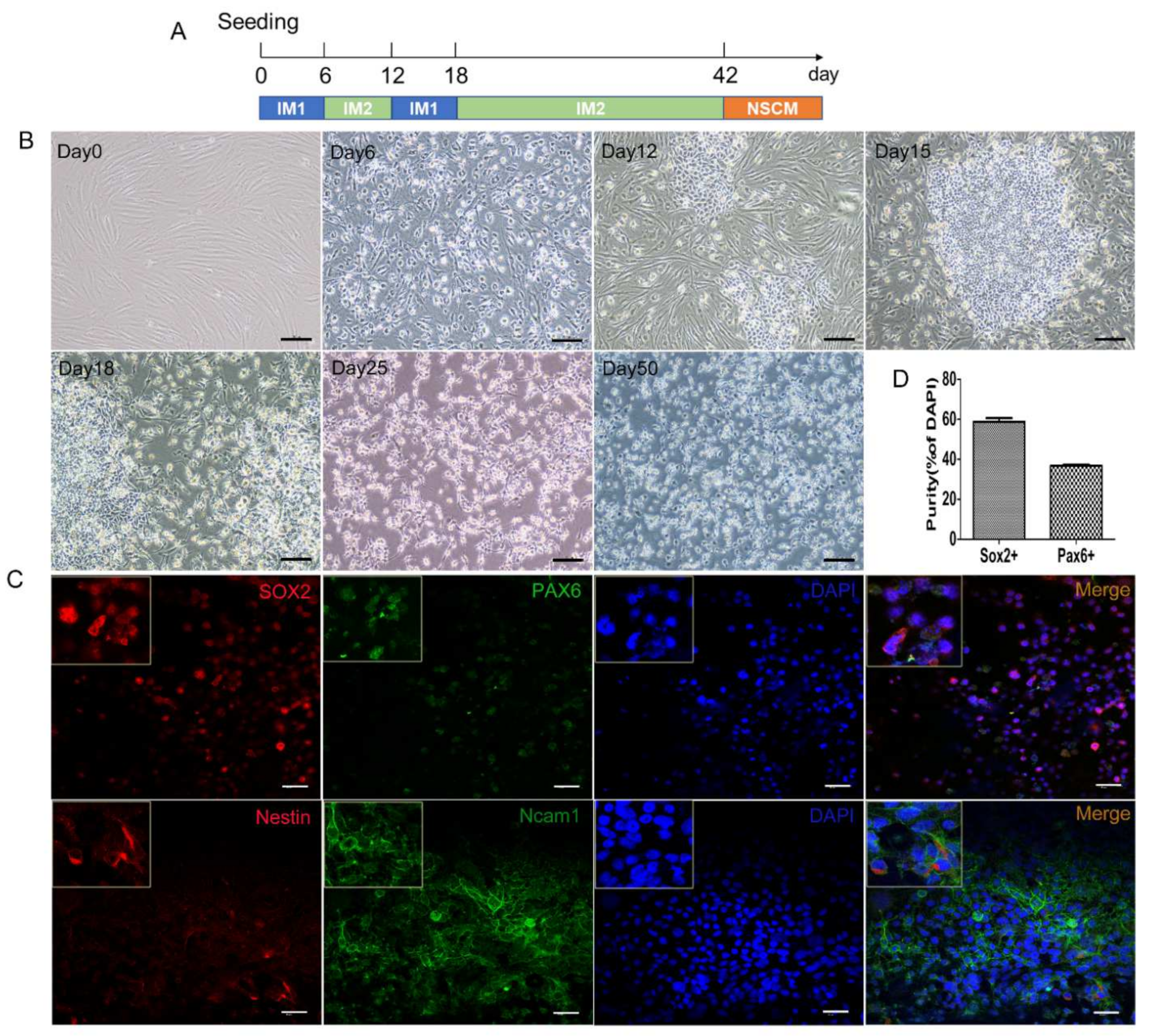 Ijms 23 01740 g005a 550