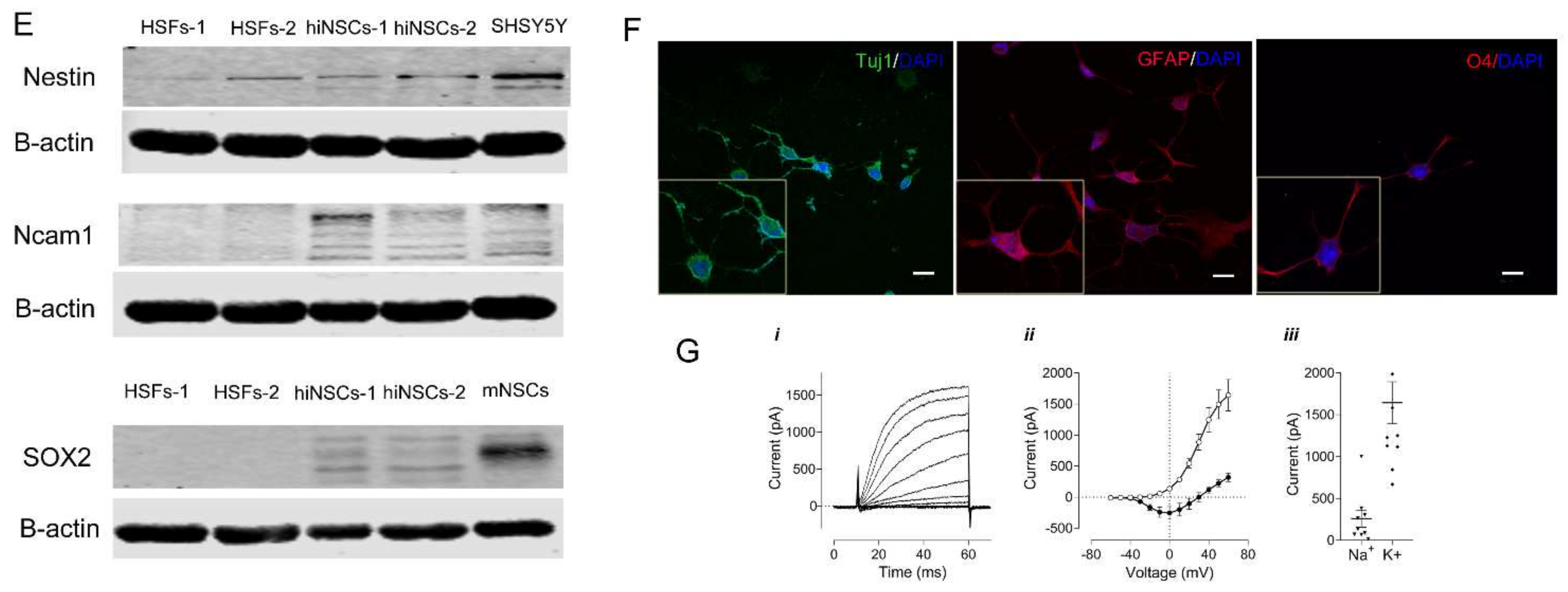 Ijms 23 01740 g005b 550