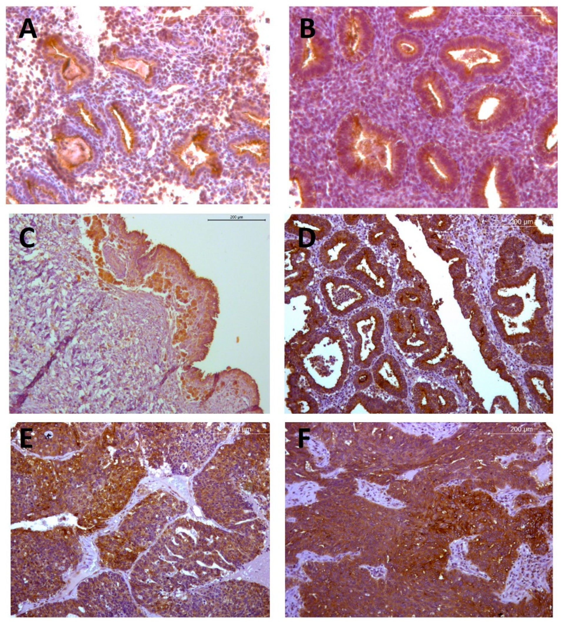 Ijms 23 01742 g004 550