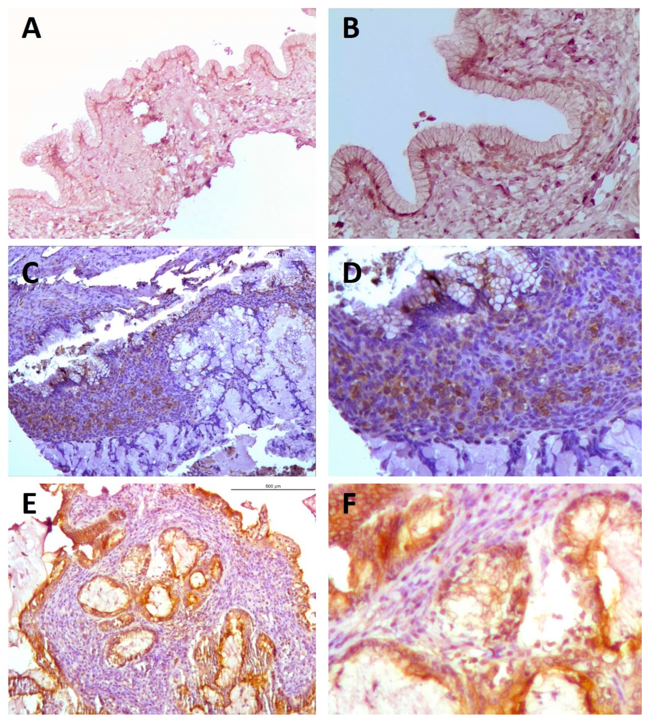 Ijms 23 01742 g007 550