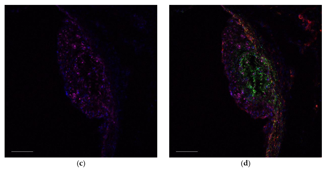 Ijms 23 01744 g009b 550