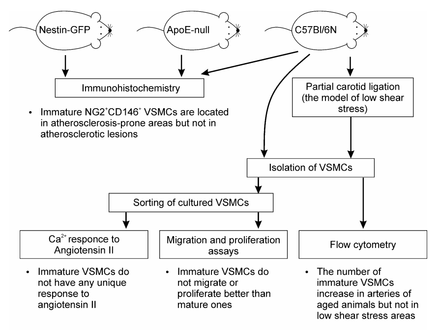 Ijms 23 01744 g013 550