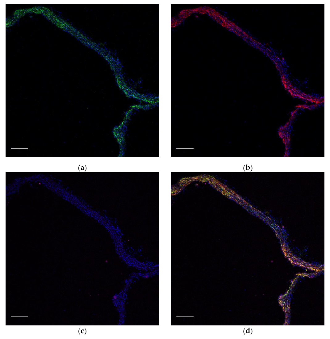 Ijms 23 01744 g0a1 550