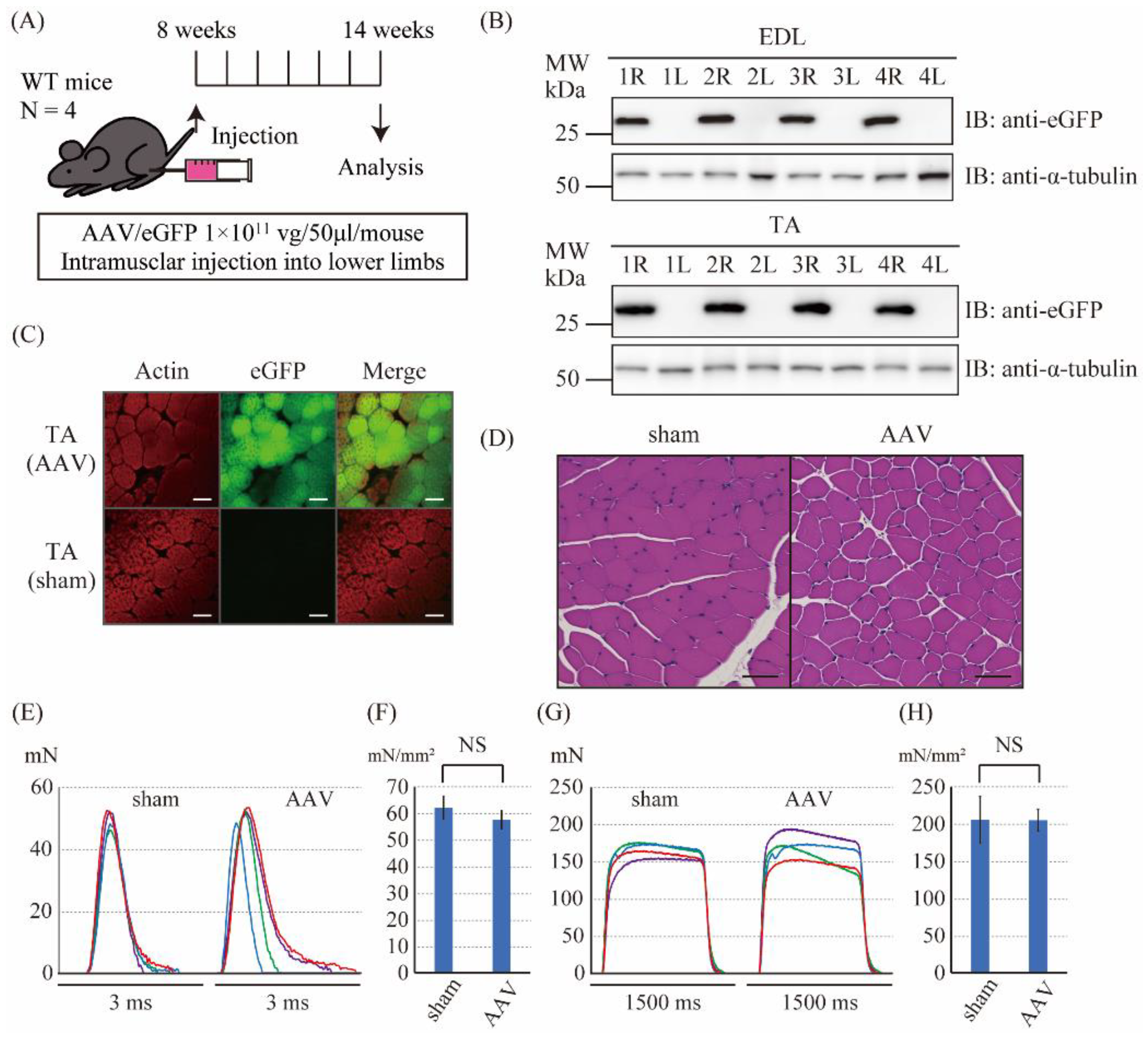 Ijms 23 01747 g002 Ijms 23 01747 g002