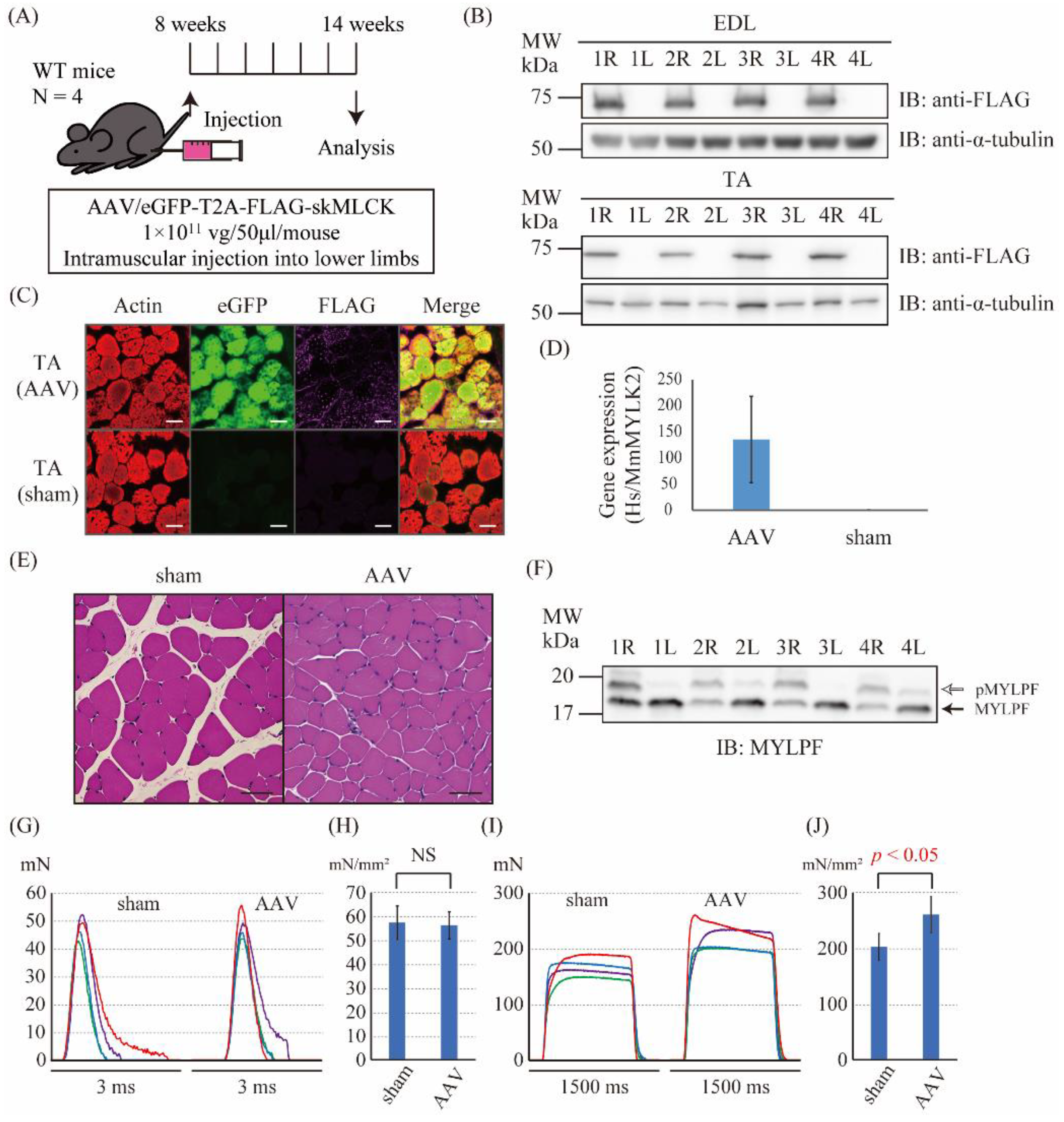 Ijms 23 01747 g003 Ijms 23 01747 g003