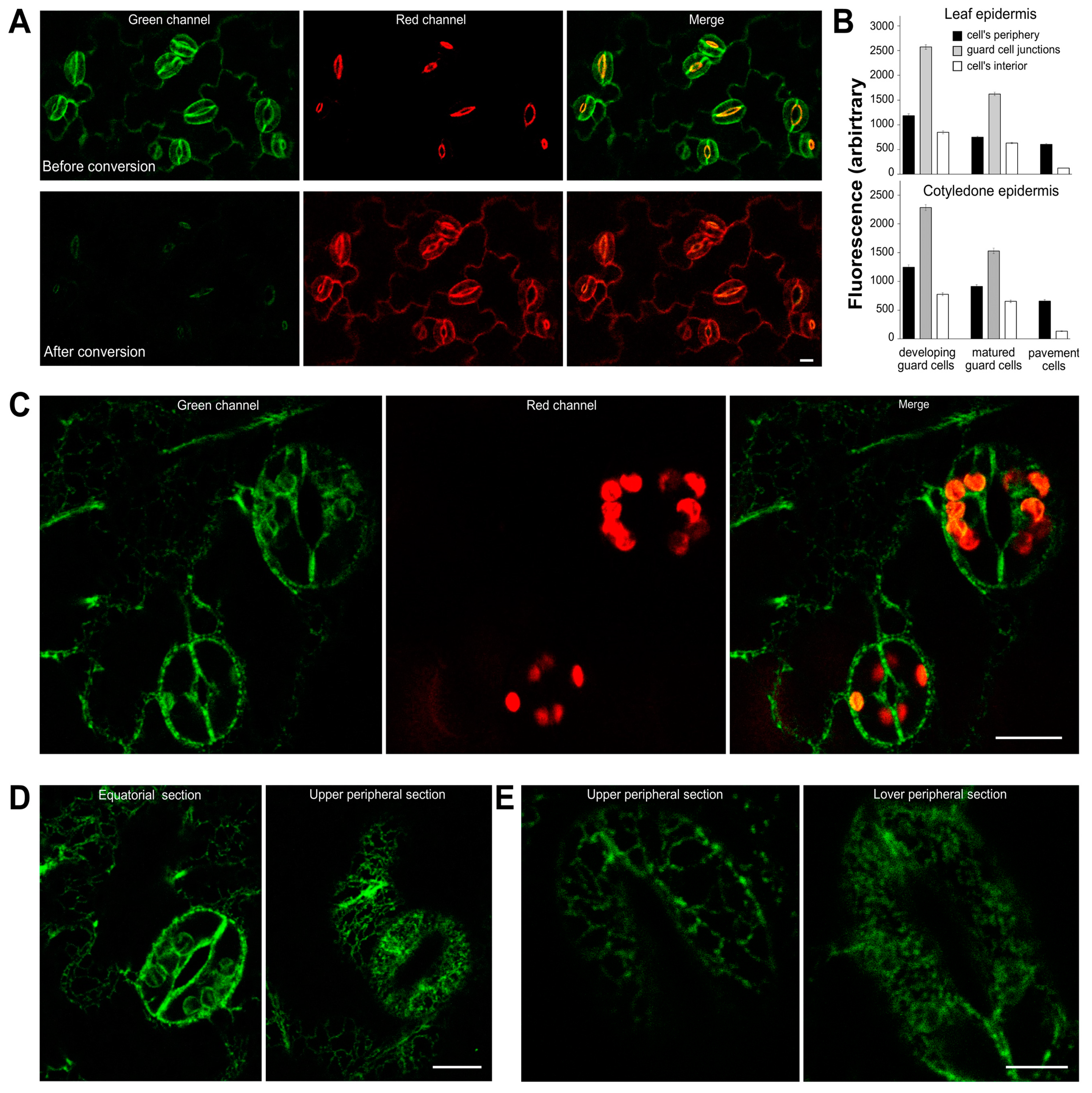 Ijms 23 01751 g006 550