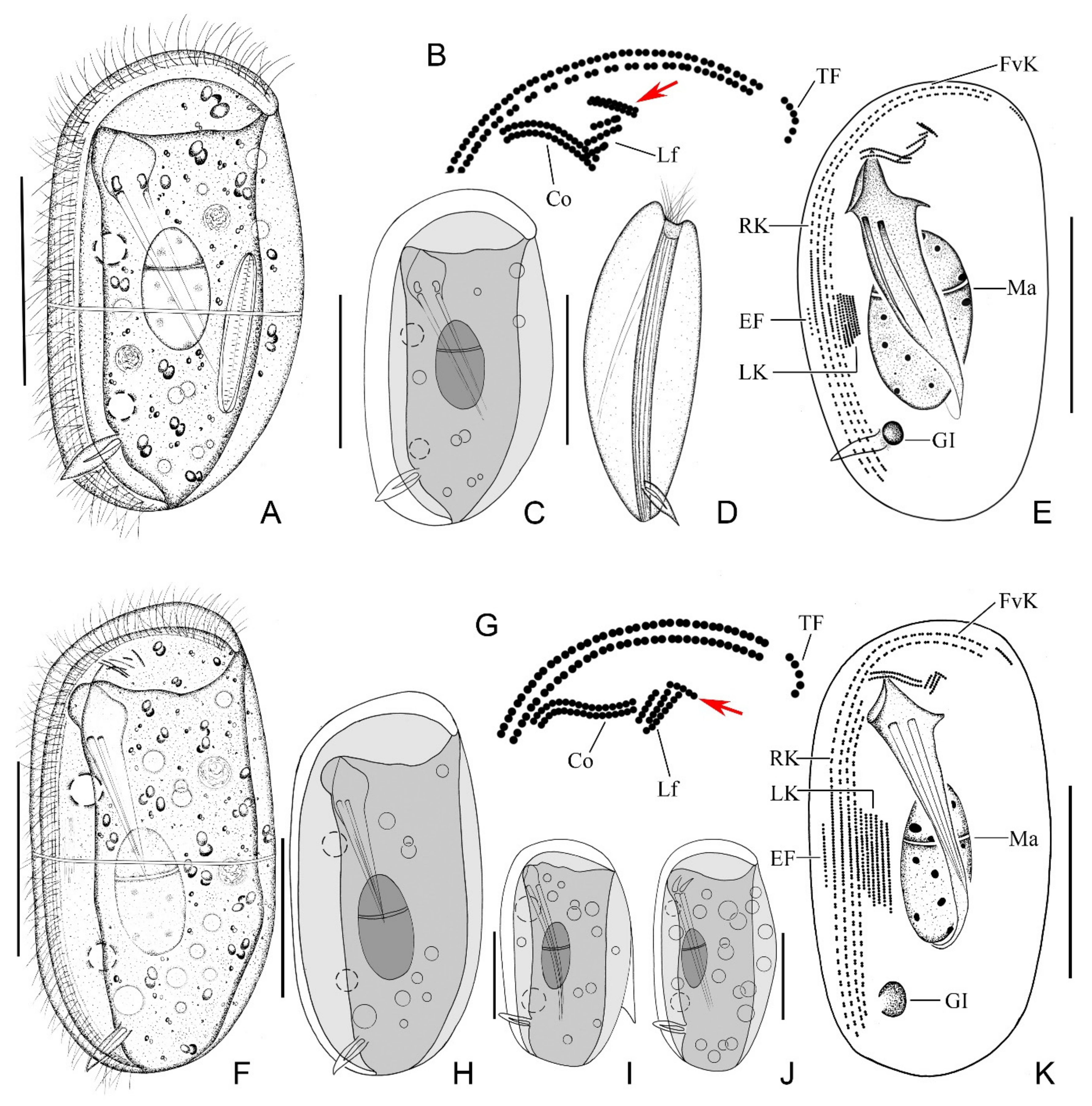 Ijms 23 01764 g001 550