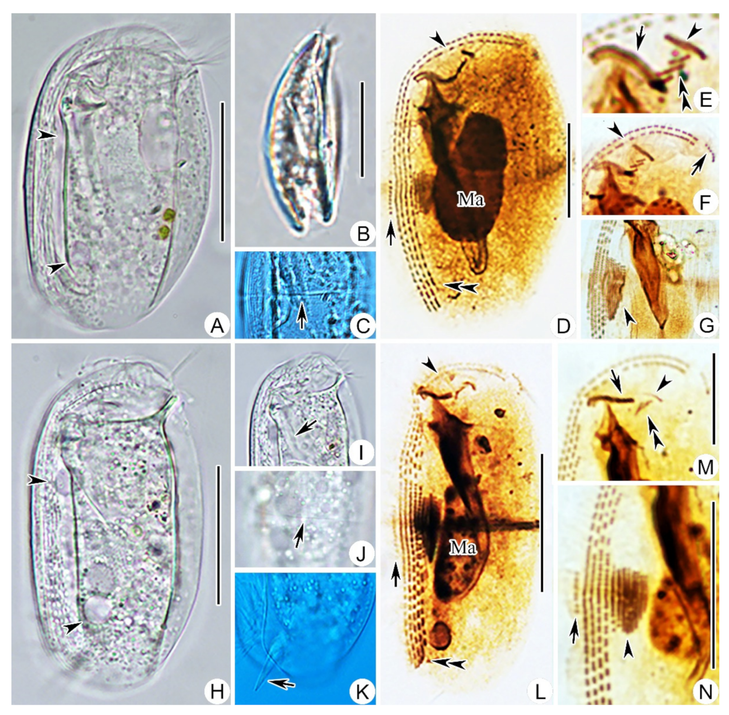 Ijms 23 01764 g002 550