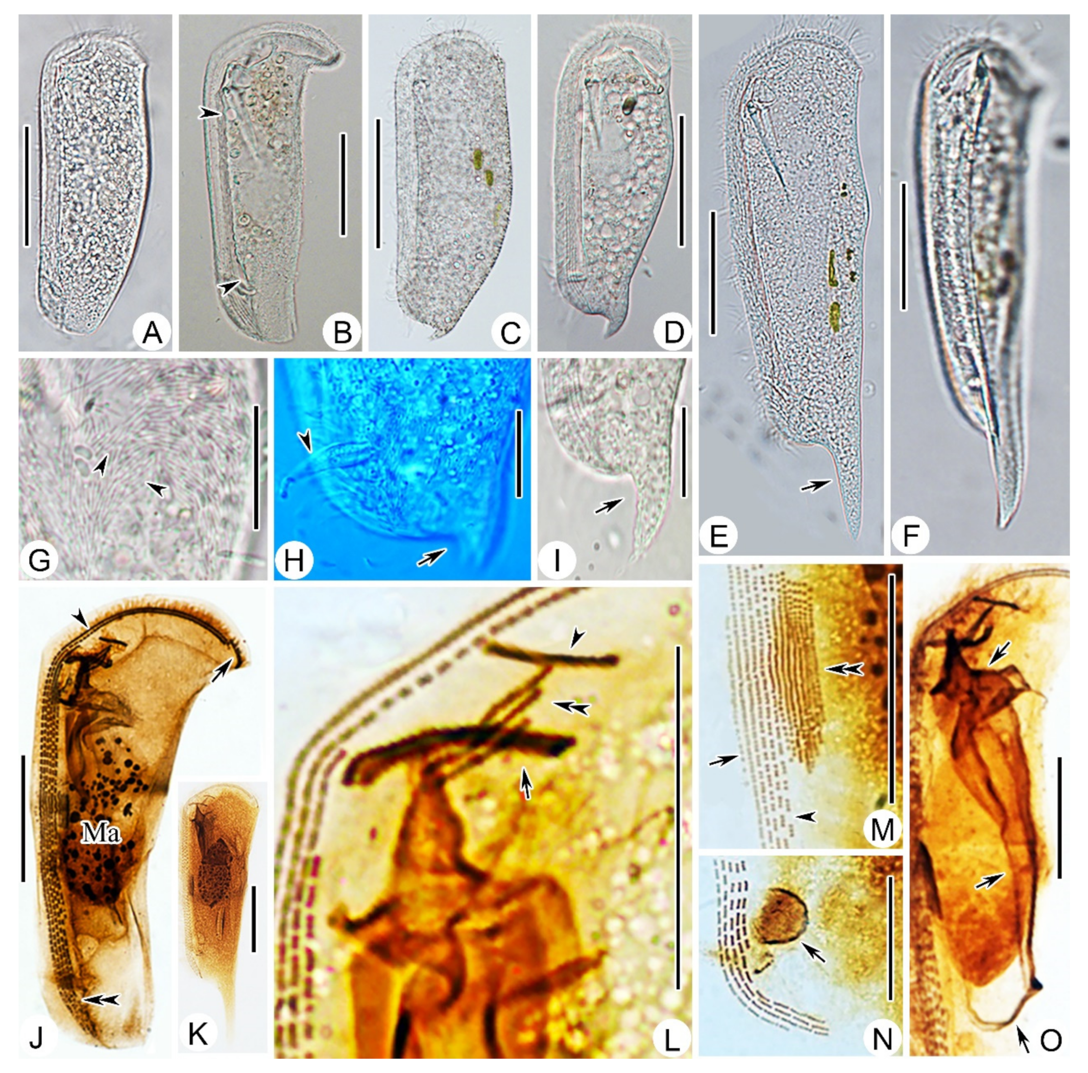 Ijms 23 01764 g004 550