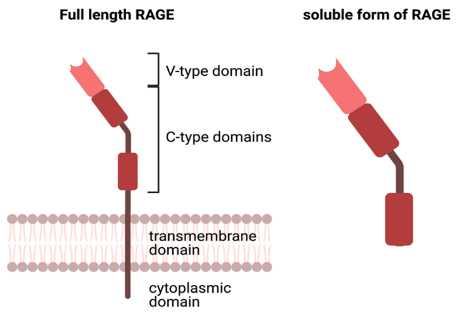 Ijms 23 01766 g002 Ijms 23 01766 g002