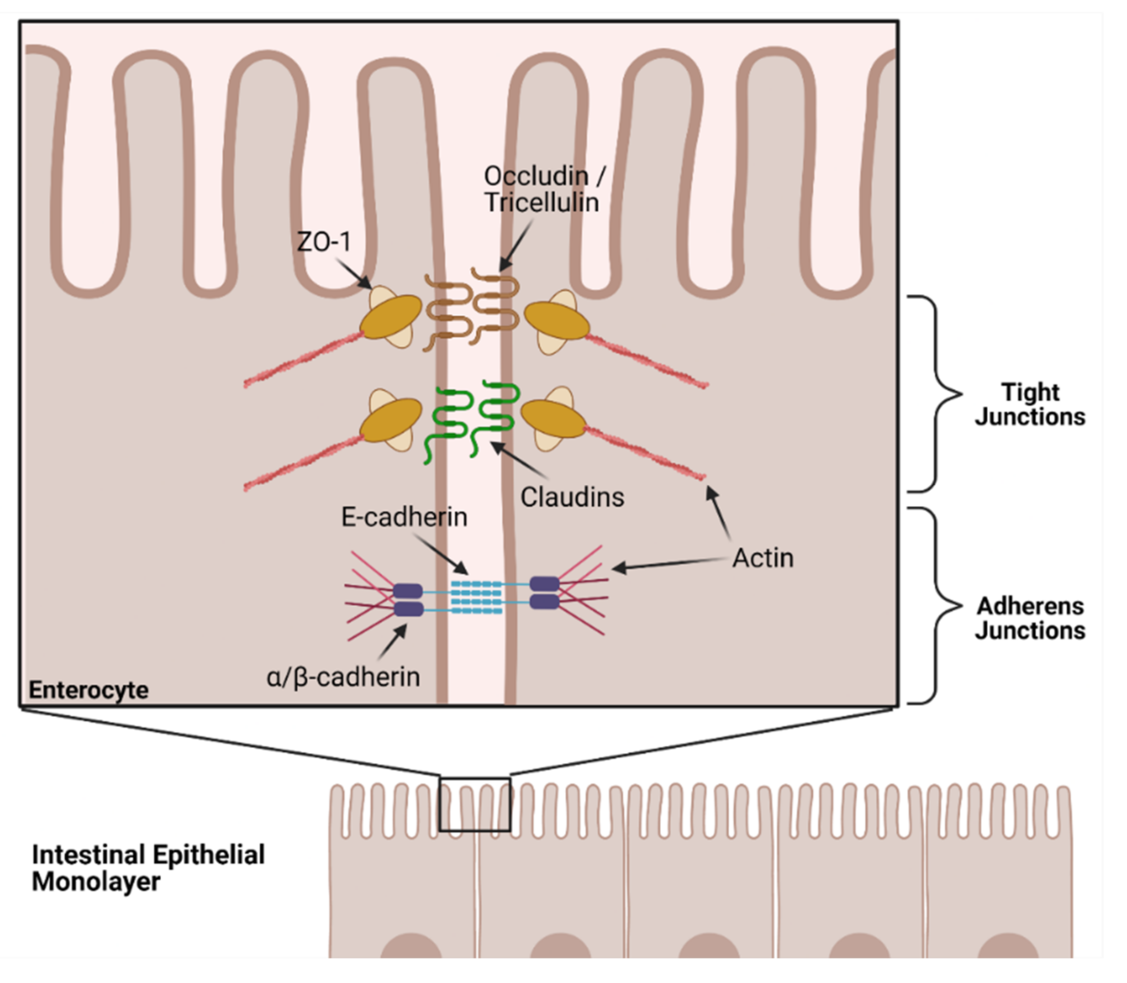Ijms 23 01766 g004 Ijms 23 01766 g004