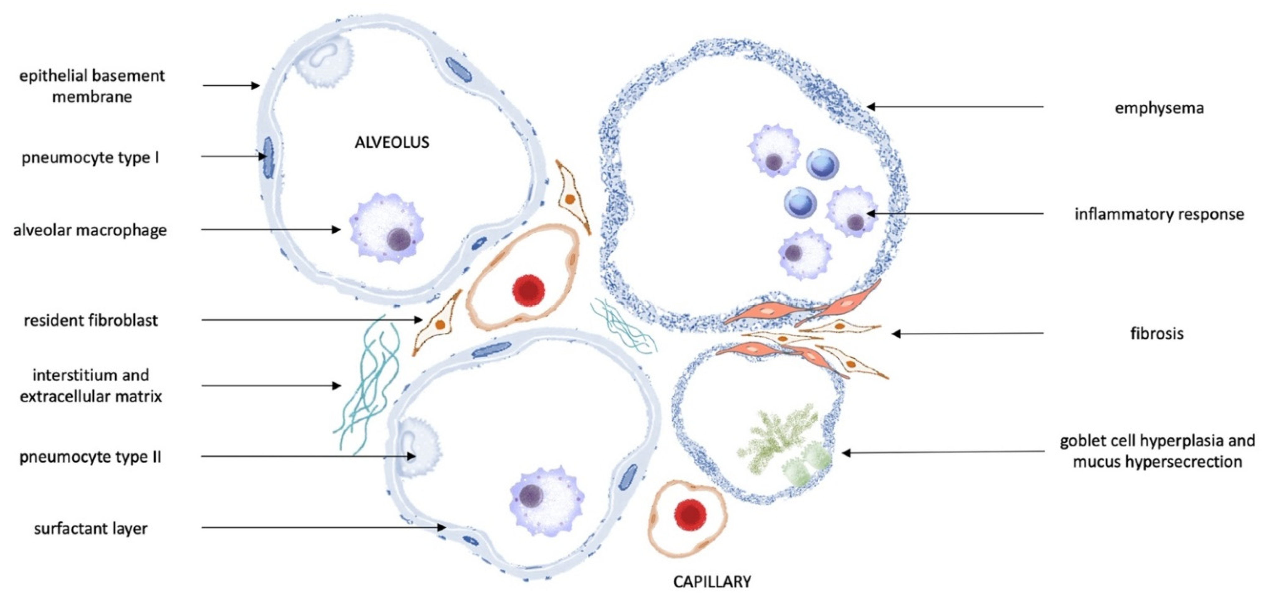 Ijms 23 01767 g006 550