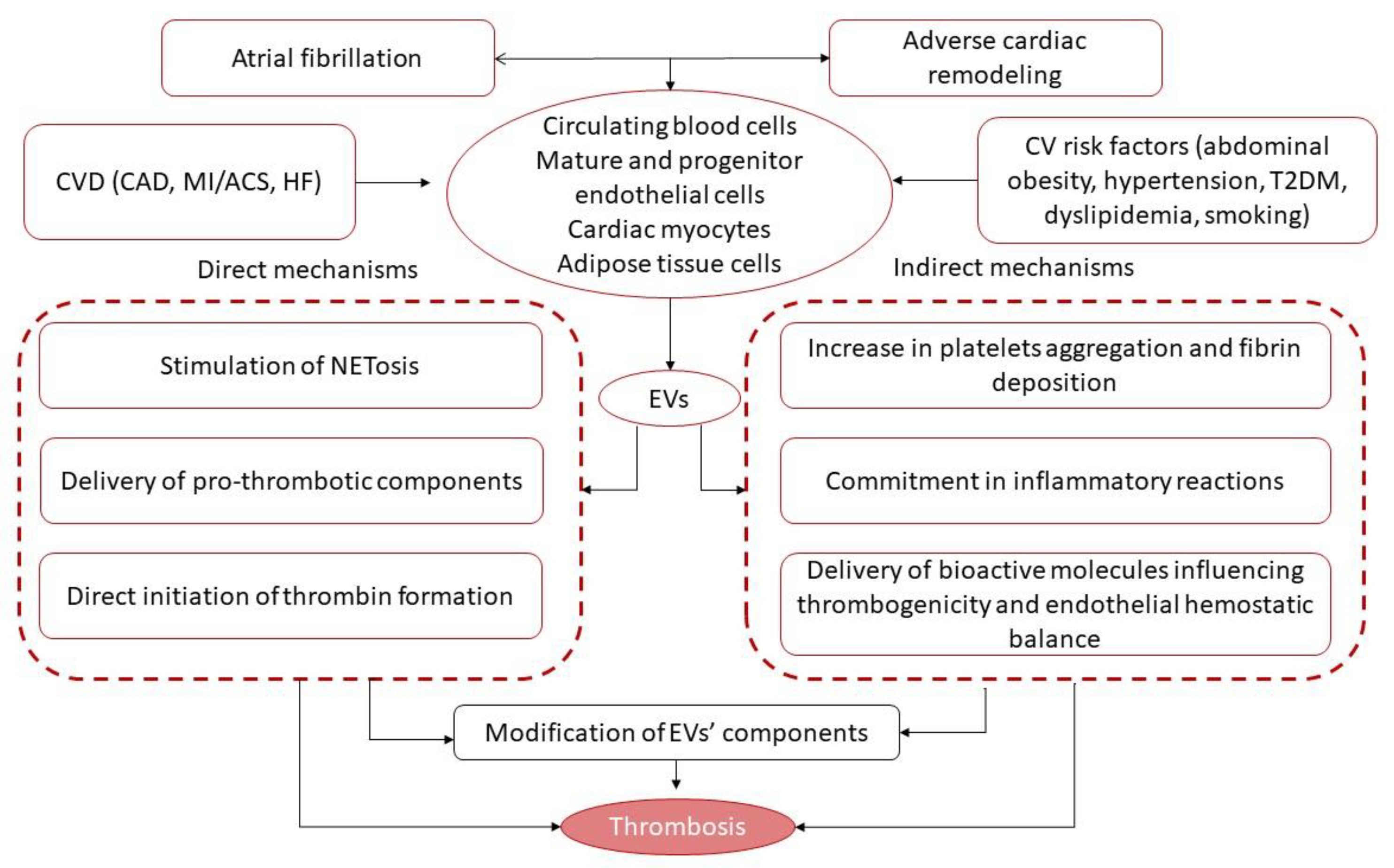 IJMS | Free Full-Text | Extracellular Vesicles and Thrombogenicity 