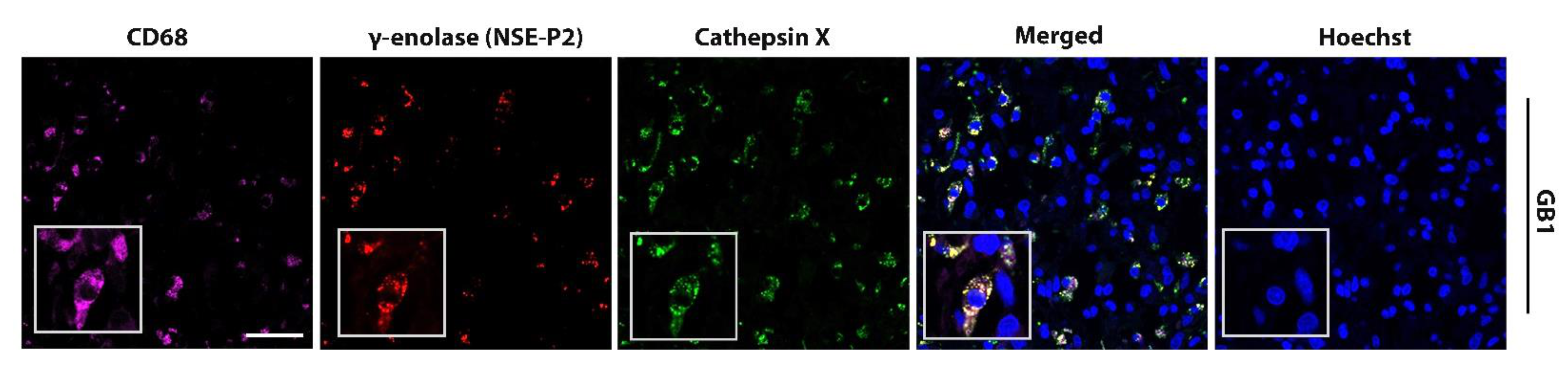 Ijms 23 01784 g005 550